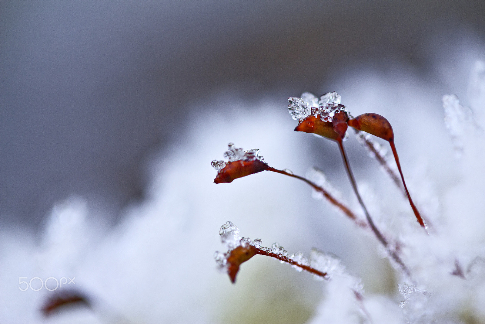 Canon EF-S 60mm F2.8 Macro USM sample photo. Moss photography