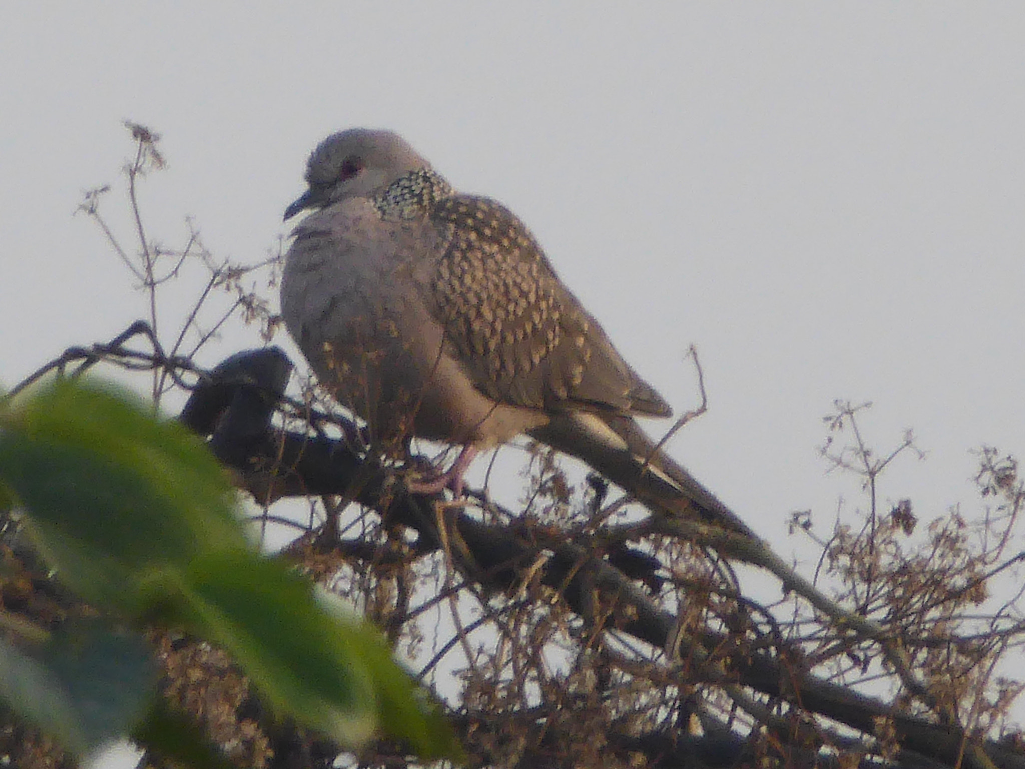 Panasonic Lumix DMC-ZS40 (Lumix DMC-TZ60) sample photo. Birds photography