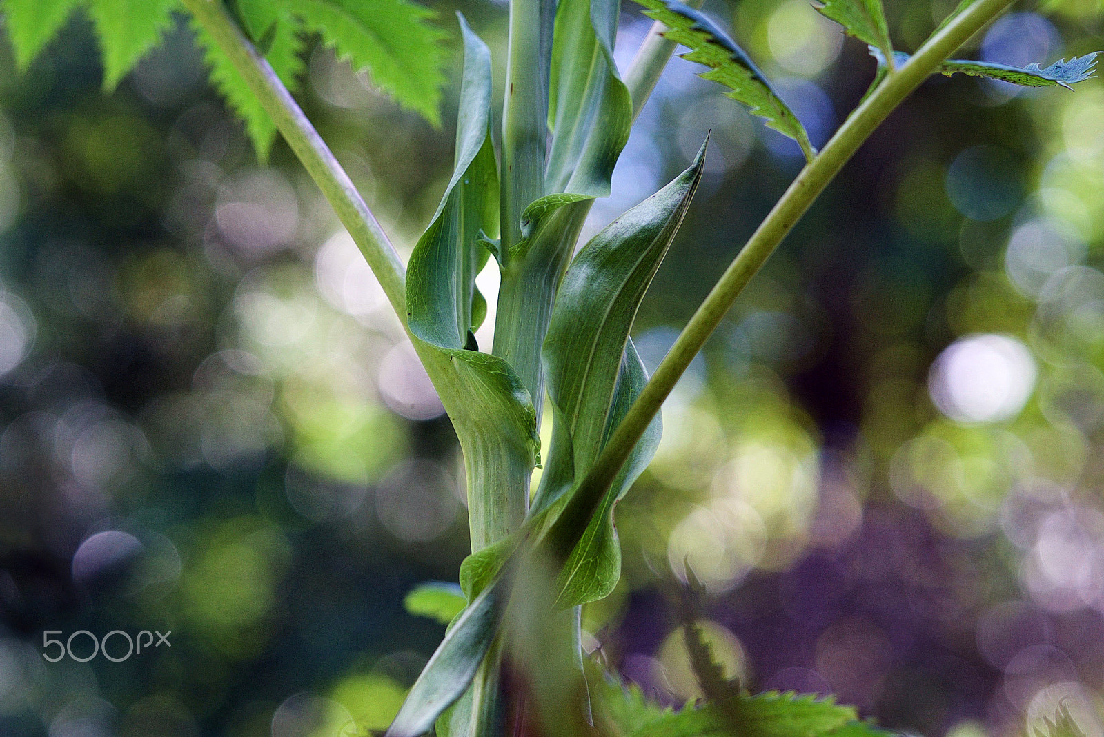 Sony a7S II + Sony FE 90mm F2.8 Macro G OSS sample photo. It never ends photography