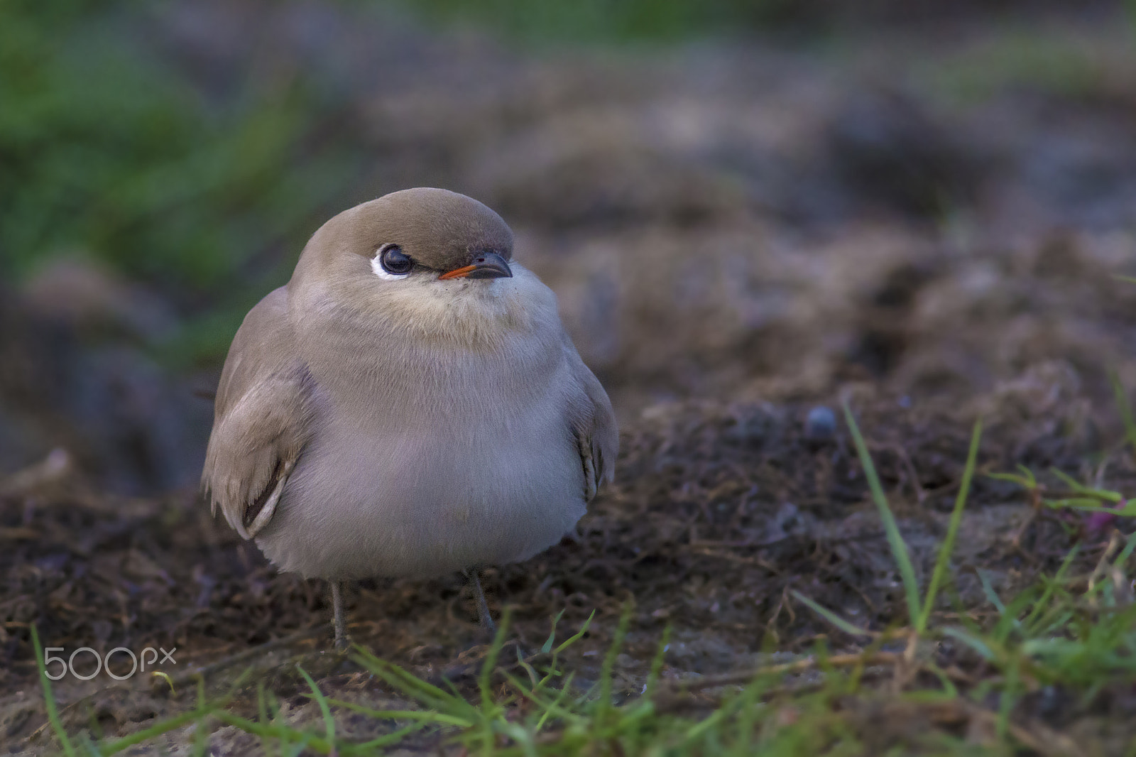 Nikon D7100 + Nikon AF-S Nikkor 300mm F4D ED-IF sample photo. Small pratincole (glareola lactea) photography