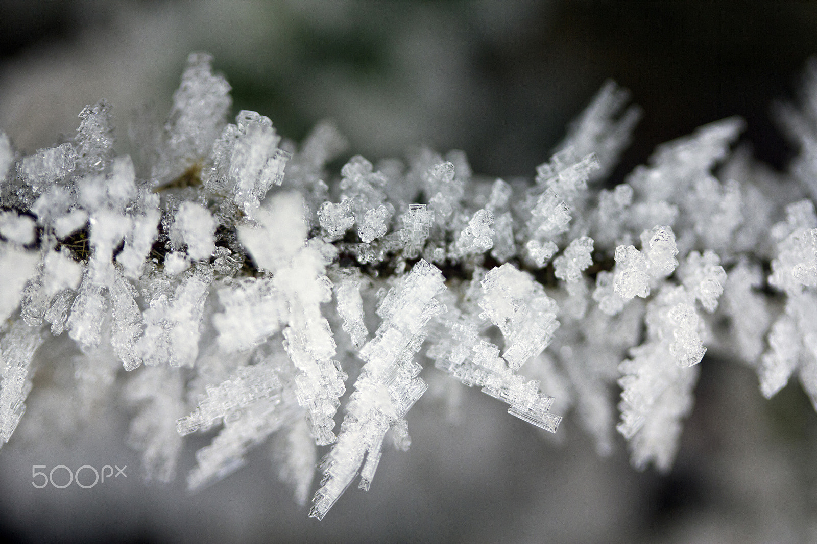 Canon EF-S 60mm F2.8 Macro USM sample photo. Baby, it's cold outside photography