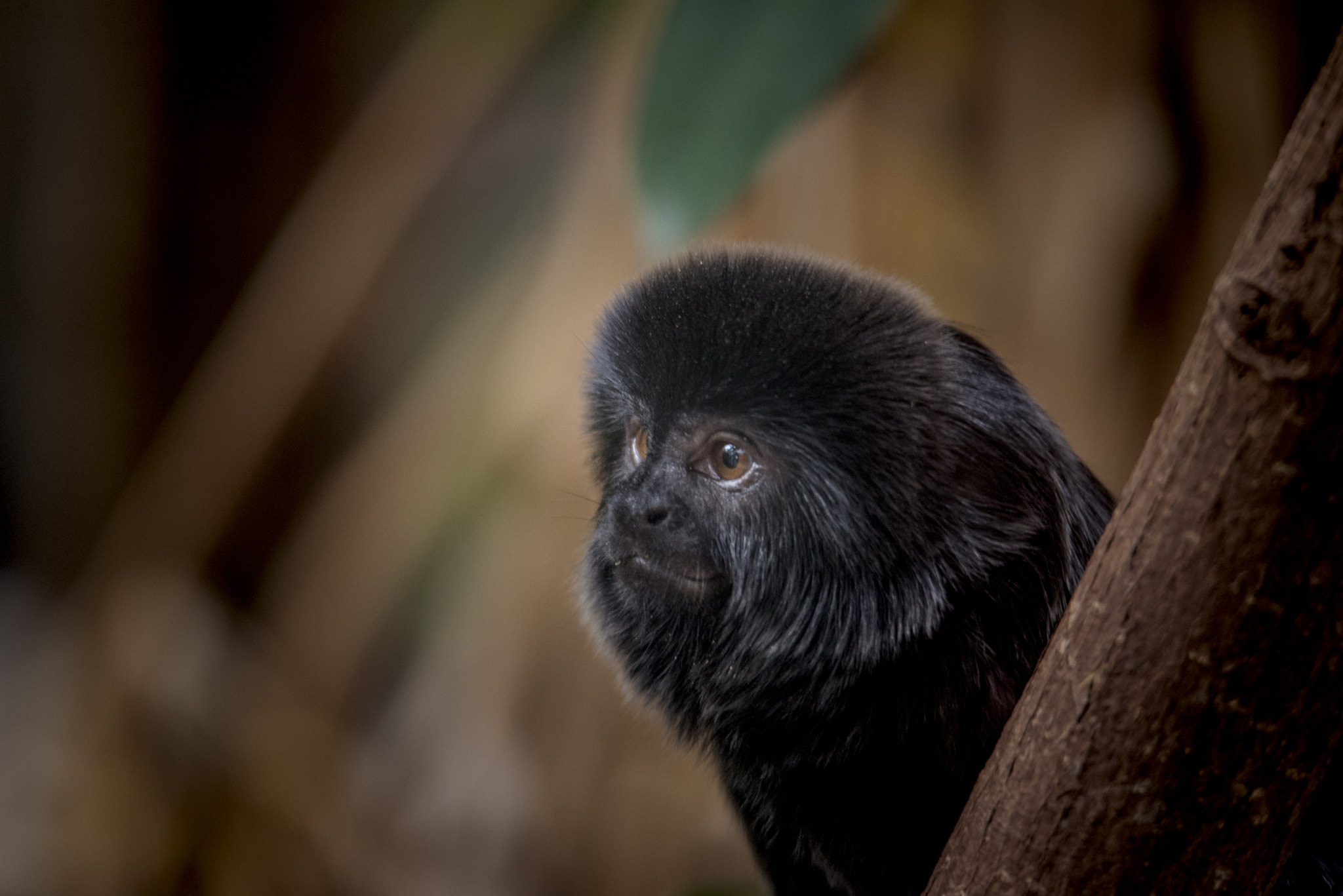 Nikon D800 sample photo. Goeldi's marmoset photography