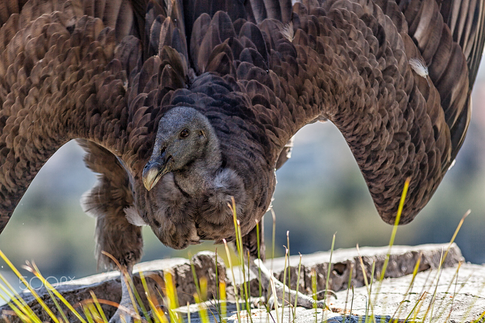 Canon EF 300mm F4L IS USM sample photo. Vulture photography