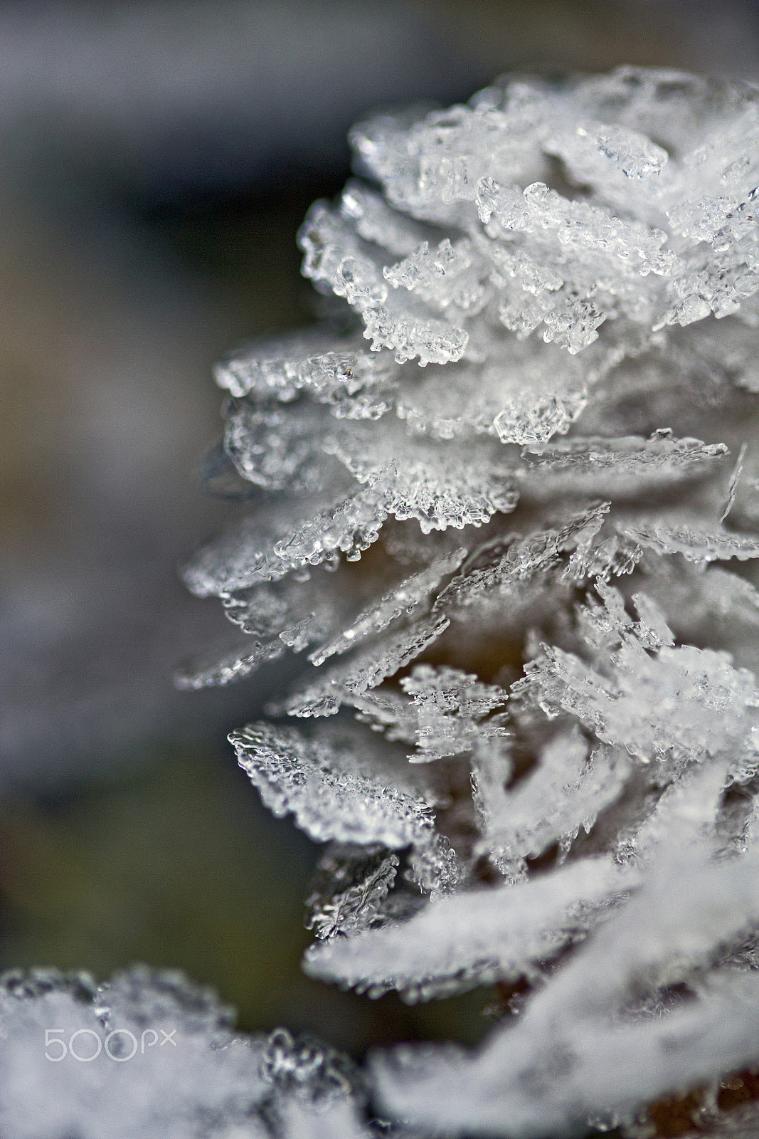 Canon EF-S 60mm F2.8 Macro USM sample photo. Frosty photography