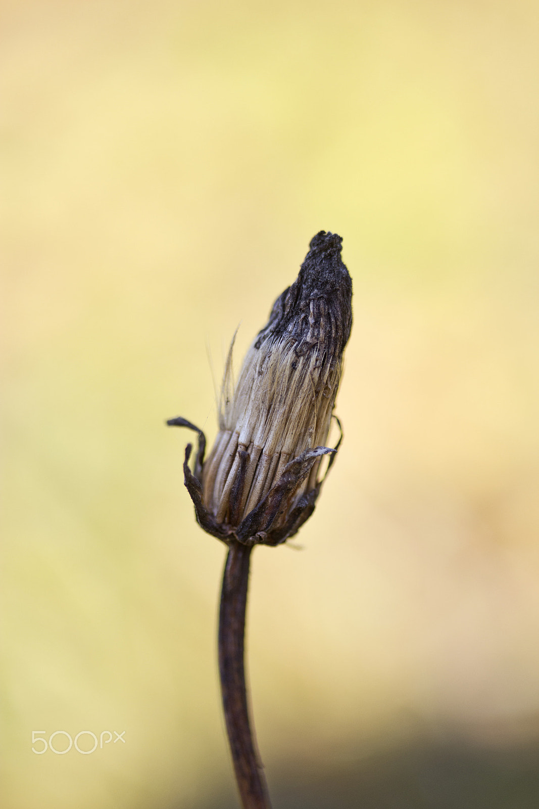Canon EF-S 60mm F2.8 Macro USM sample photo. Weathered photography