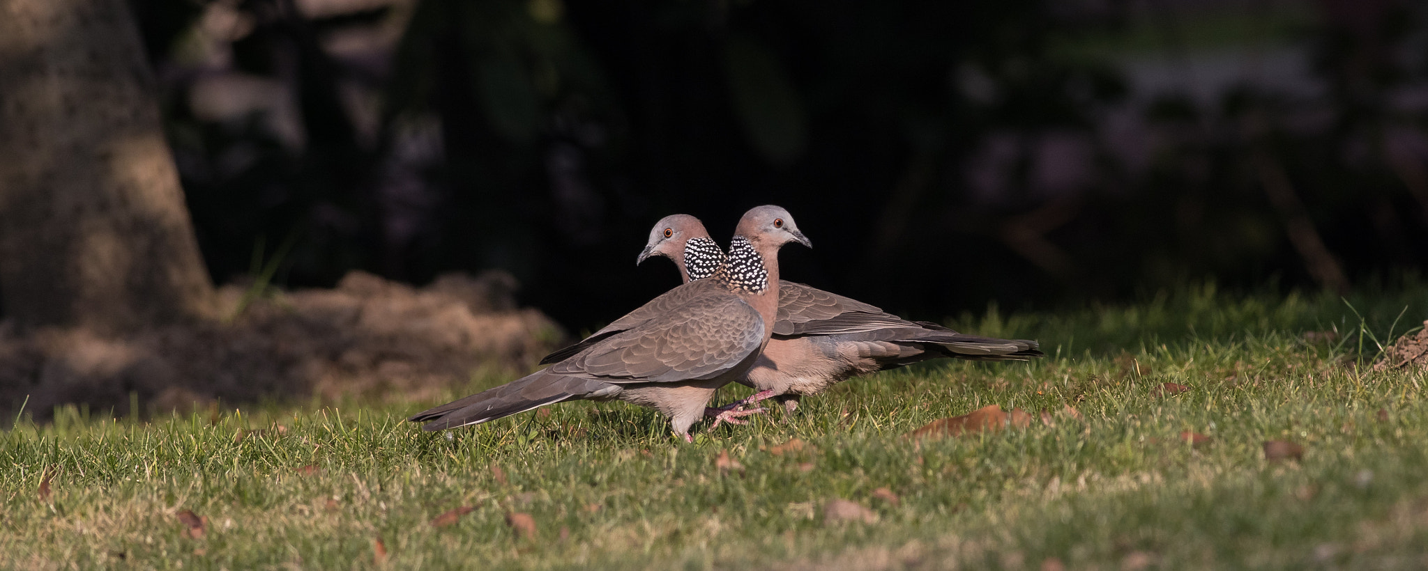 Canon EOS 80D + Canon EF 500mm f/4.5L sample photo. Doves photography