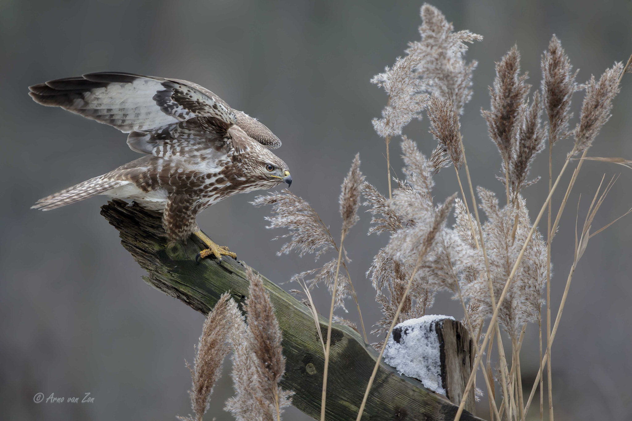 Canon EF 500mm F4L IS USM sample photo. Common buzzard... photography