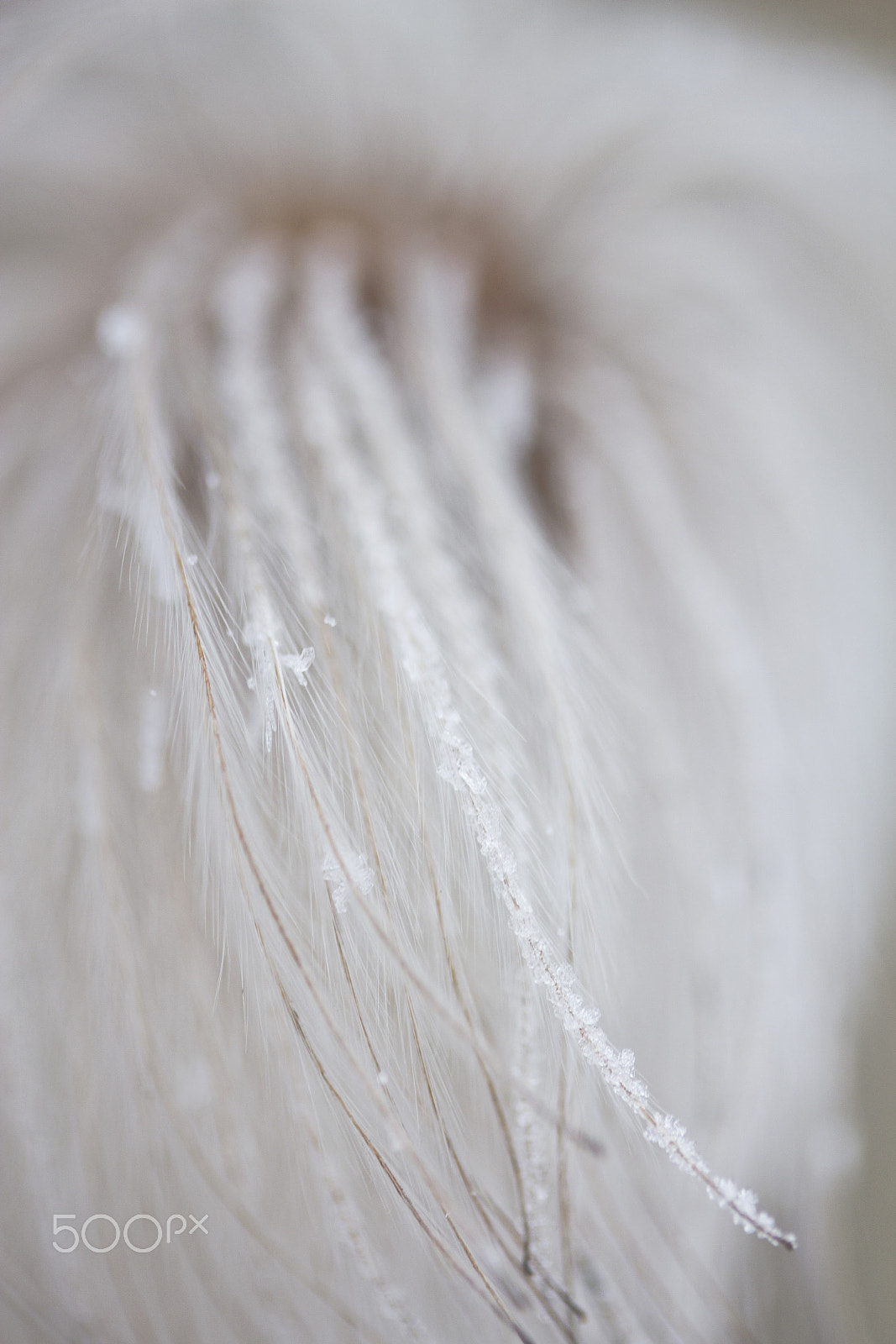 Canon EF-S 60mm F2.8 Macro USM sample photo. It's soooo fluffy! photography