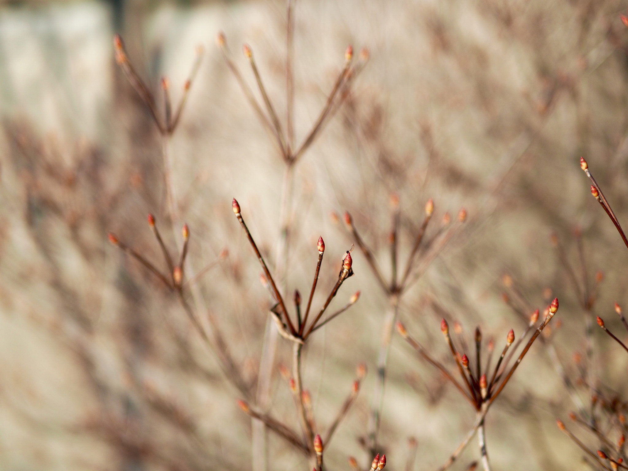 Olympus OM-D E-M5 II + Panasonic Leica DG Summilux 25mm F1.4 II ASPH sample photo. Waiting for spring photography