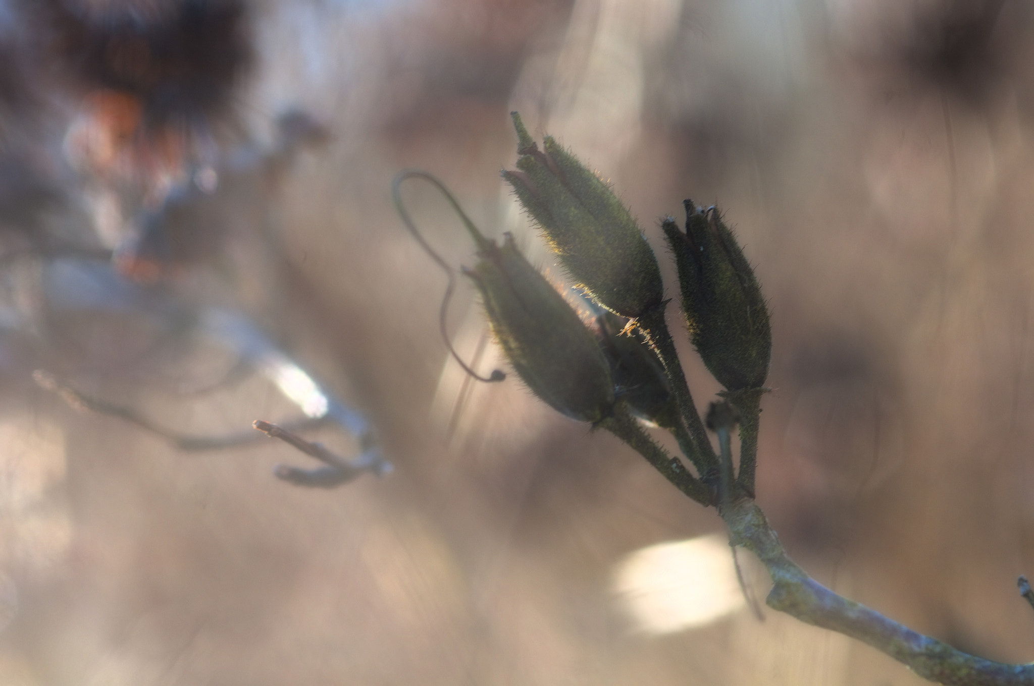 Nikon AF-S Micro-Nikkor 105mm F2.8G IF-ED VR sample photo. Wintercolors photography