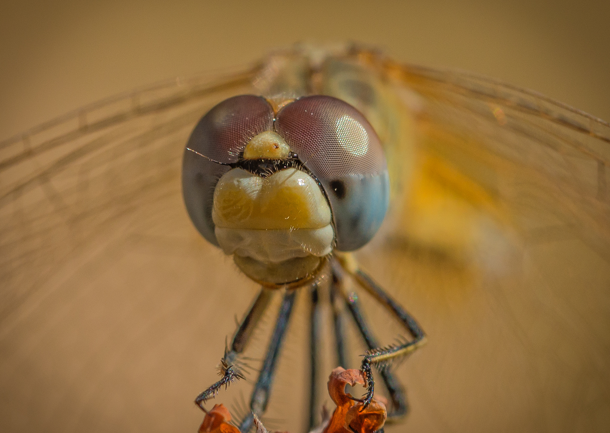 Nikon D800 sample photo. Cara a cara photography