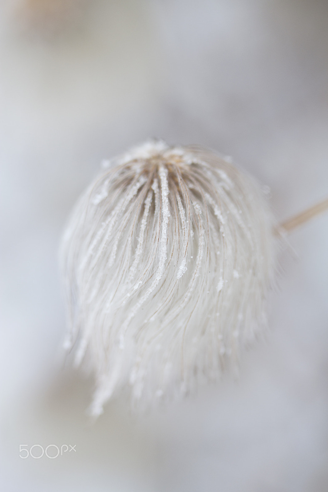 Canon EF-S 60mm F2.8 Macro USM sample photo. Fluffy 1 photography