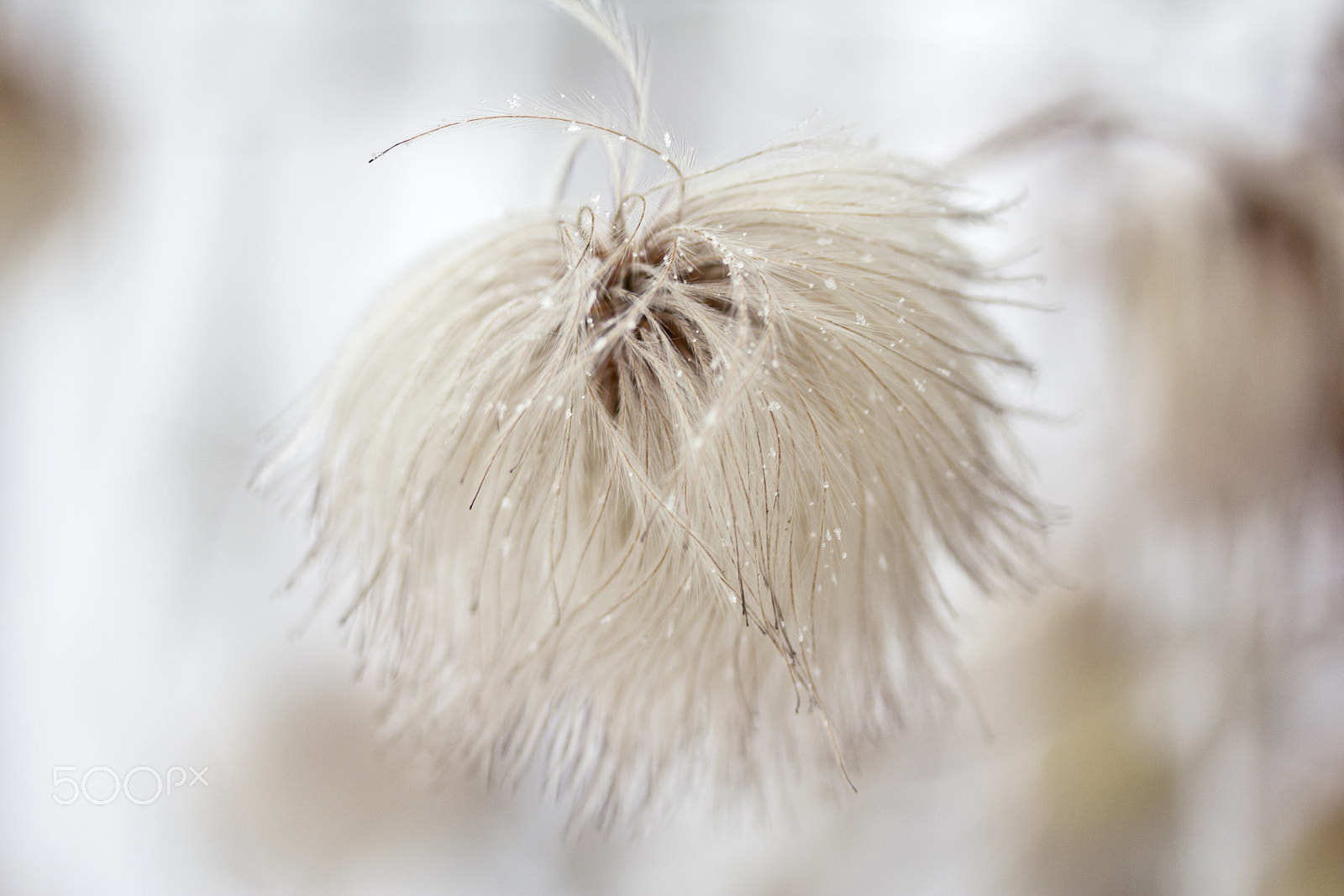 Canon EF-S 60mm F2.8 Macro USM sample photo. Fluffy 2 photography
