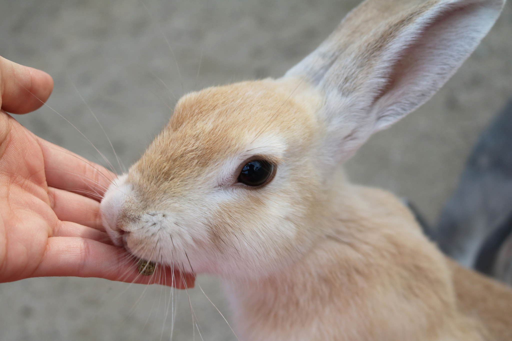 Canon EOS 760D (EOS Rebel T6s / EOS 8000D) sample photo. Bunny photography