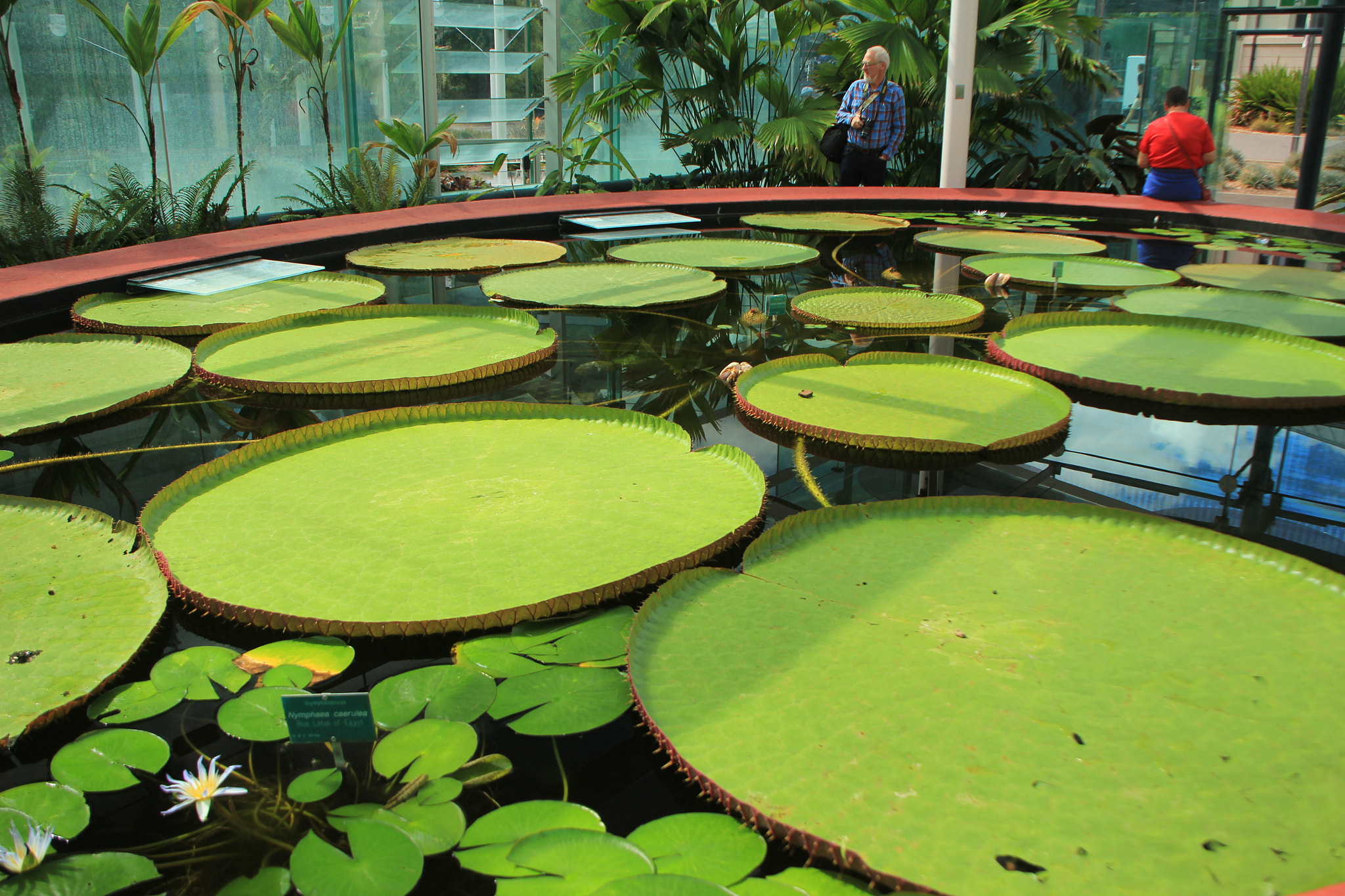 Canon EOS 60D sample photo. Lilly pads photography