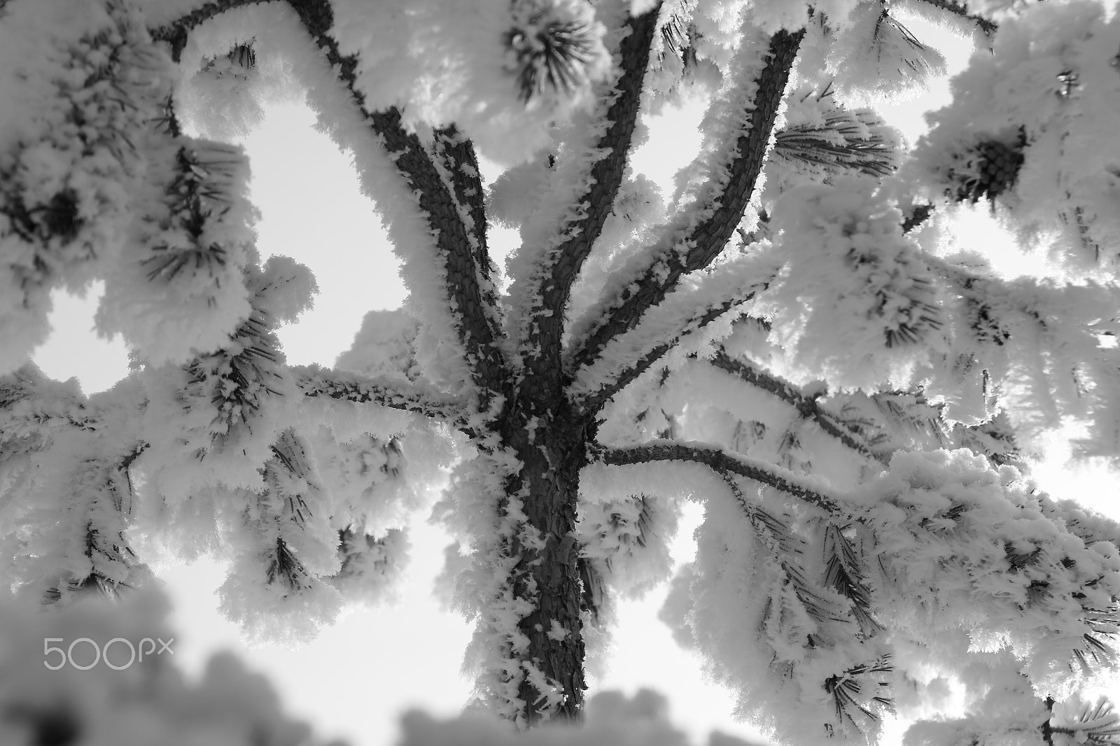 Canon EOS 550D (EOS Rebel T2i / EOS Kiss X4) sample photo. ... white as snow ... photography