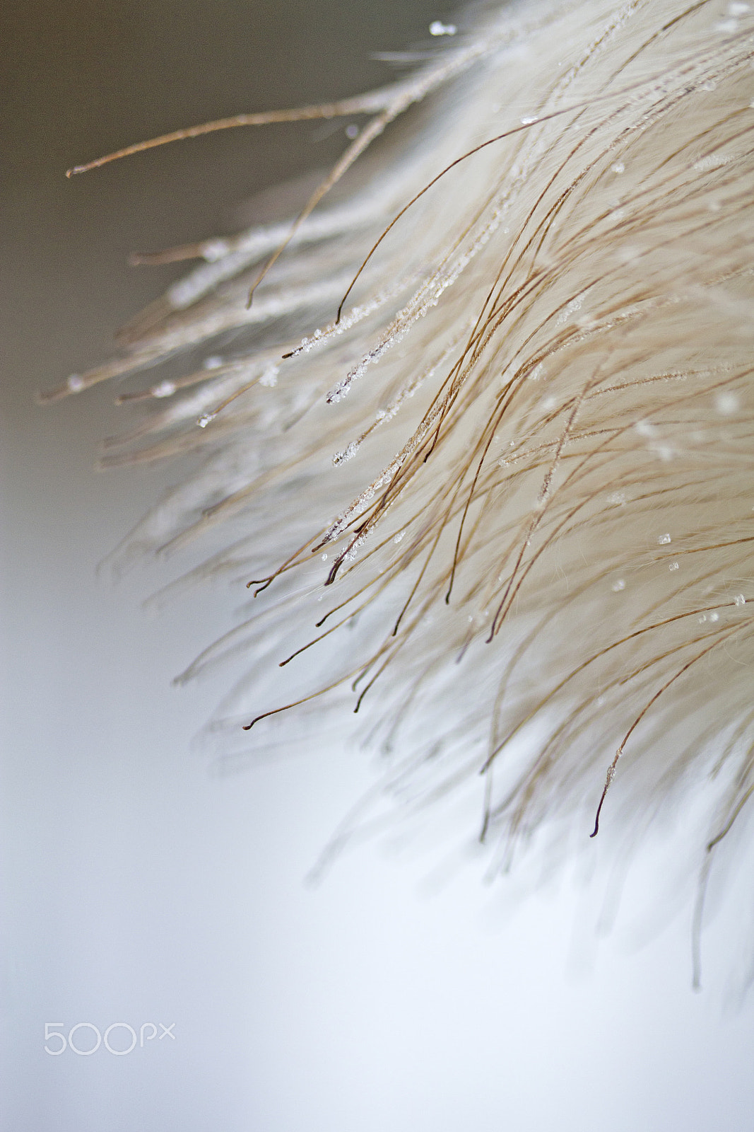 Canon EF-S 60mm F2.8 Macro USM sample photo. Fluffy 3 photography