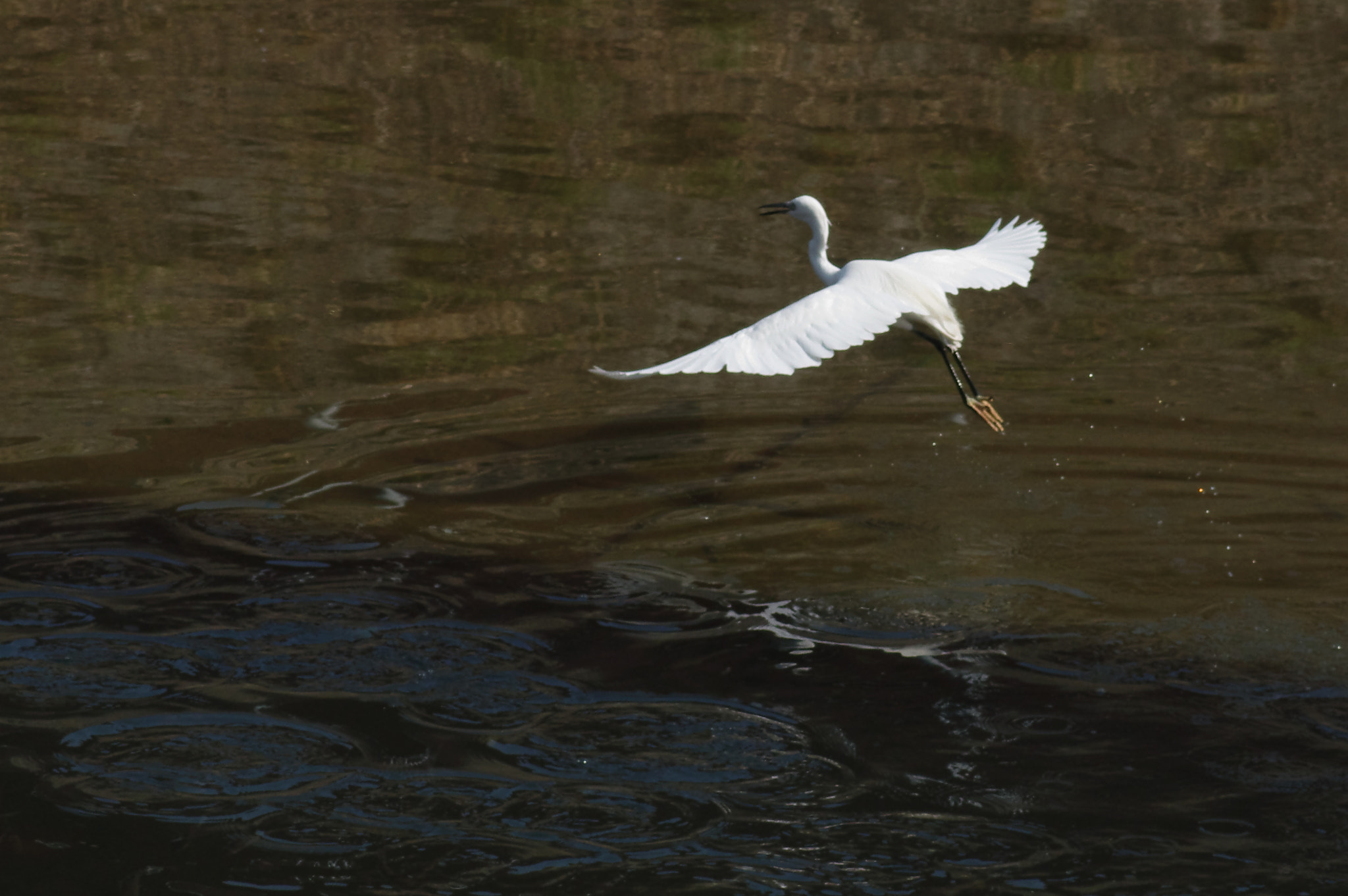 Pentax smc D-FA 100mm F2.8 Macro WR sample photo