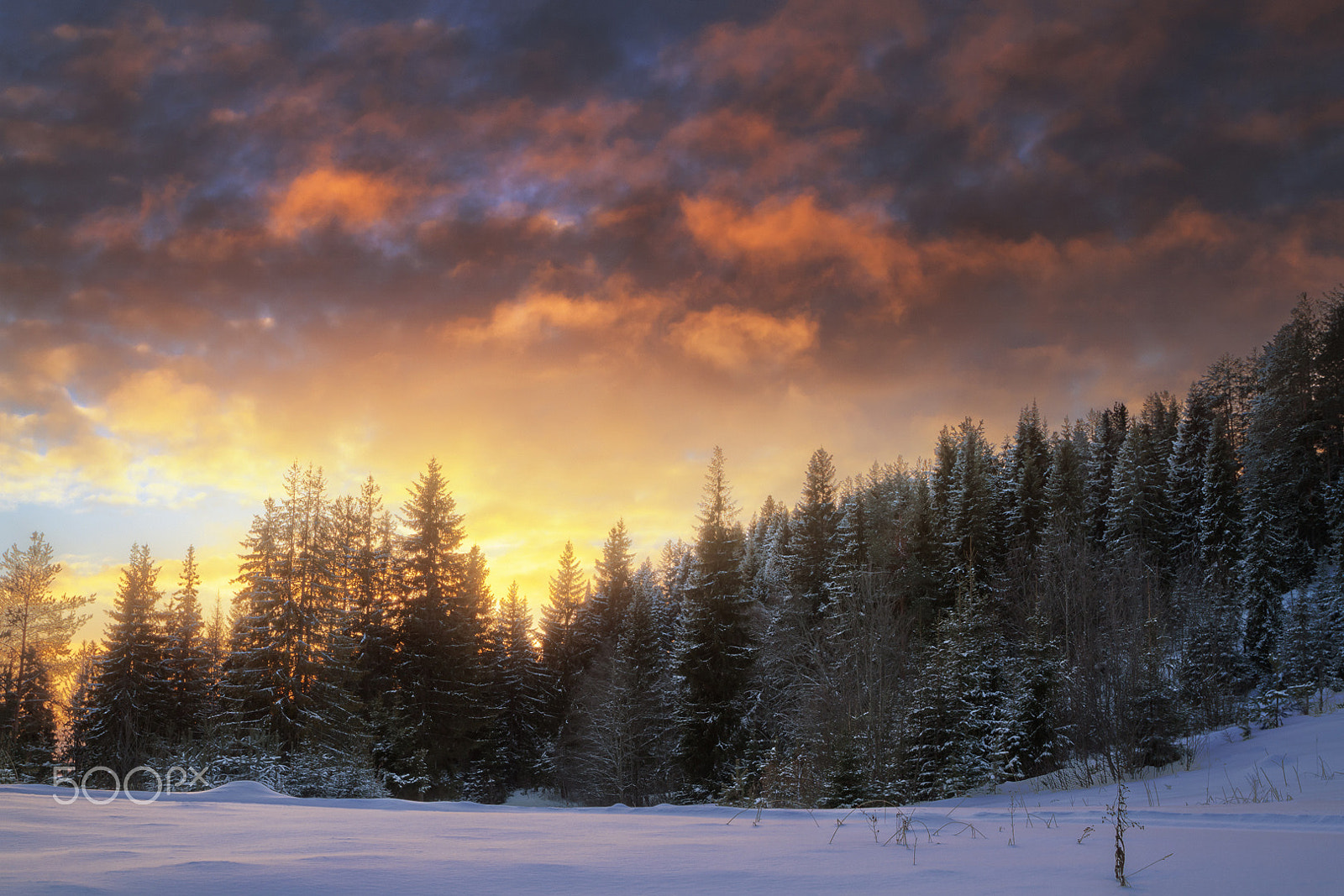 Canon EF-S 17-55mm F2.8 IS USM sample photo. Frosty light photography