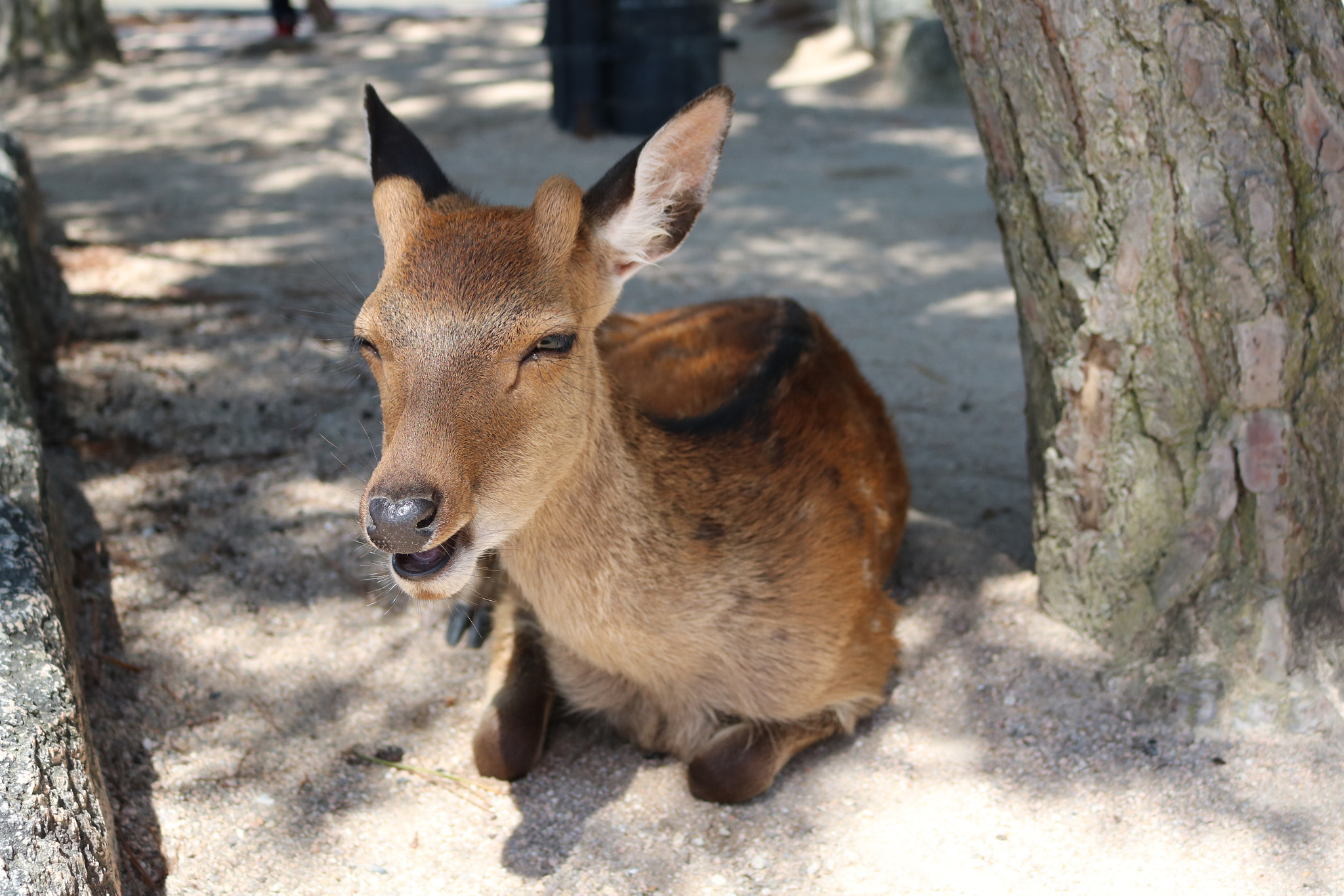 Canon EOS 760D (EOS Rebel T6s / EOS 8000D) sample photo. Deer photography