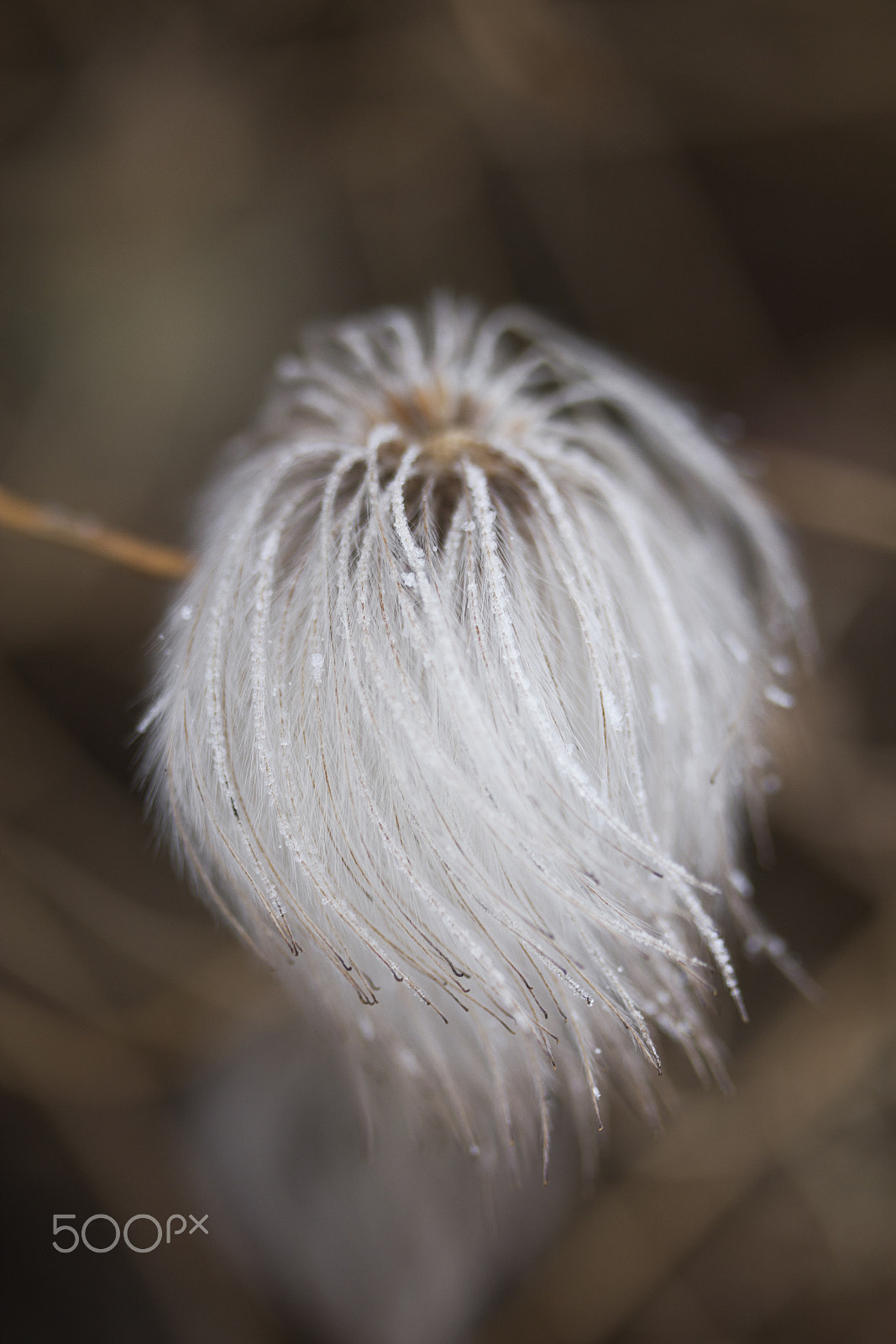 Canon EF-S 60mm F2.8 Macro USM sample photo. Fluffy 4 photography