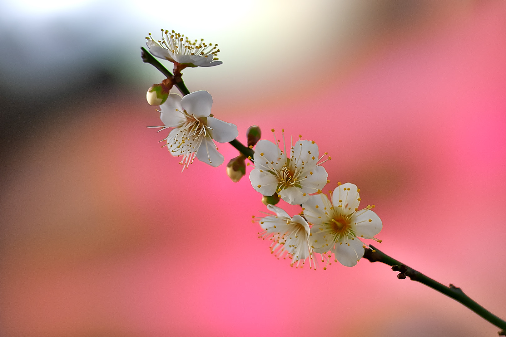 Sony a7 + 135mm F2.8[T4.5] STF sample photo. White plum・・白梅 photography