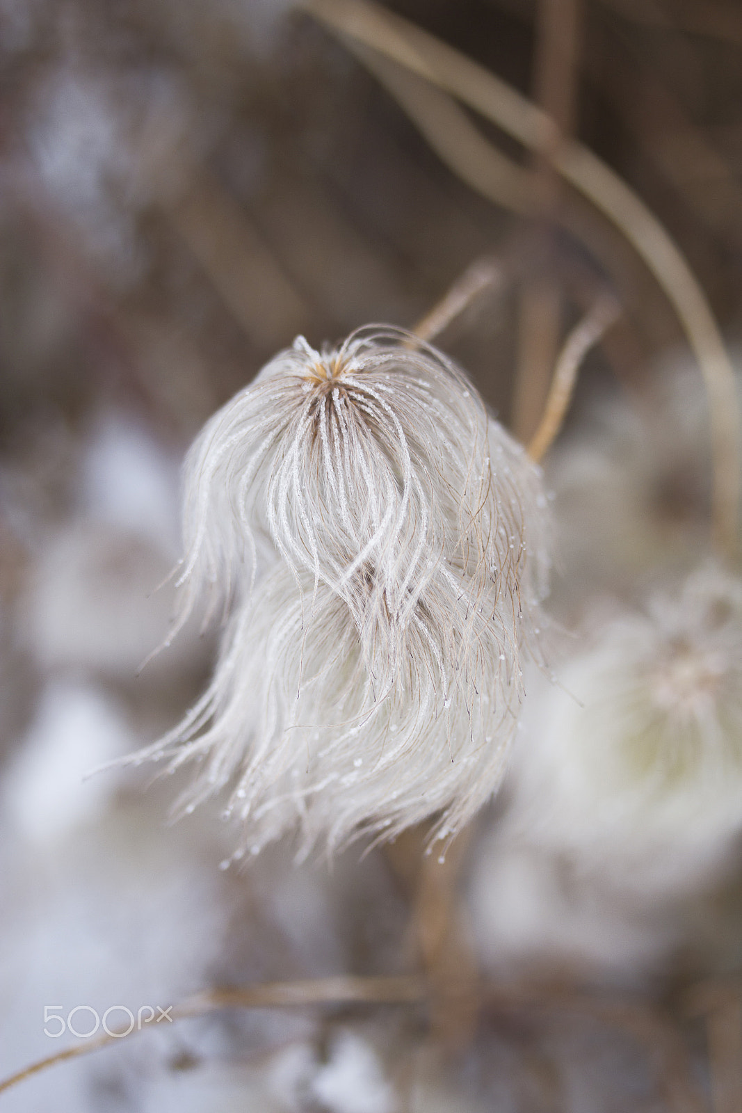 Canon EF-S 60mm F2.8 Macro USM sample photo. Fluffy 5 photography
