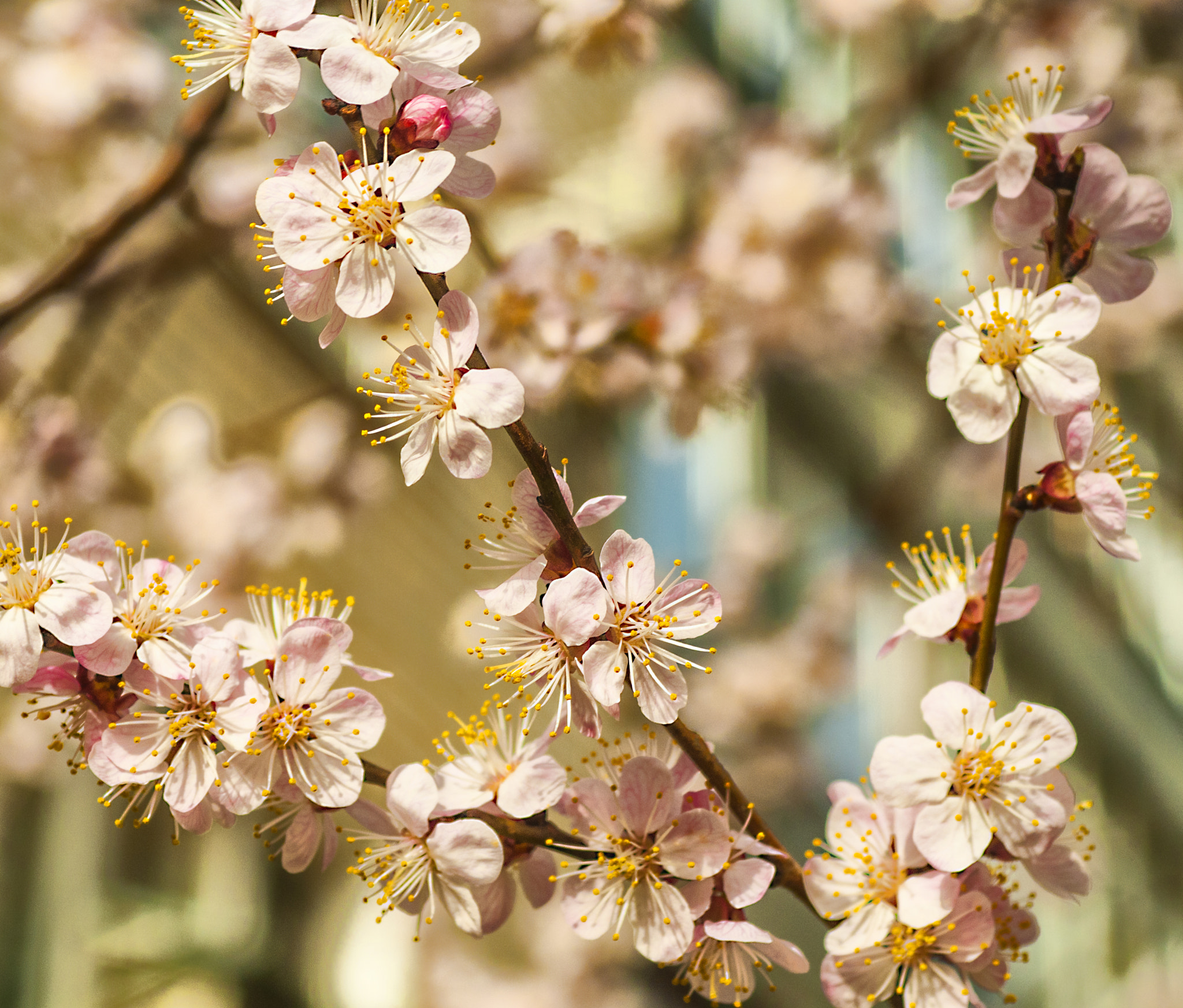 Nikon D300 sample photo. Spring blossom photography