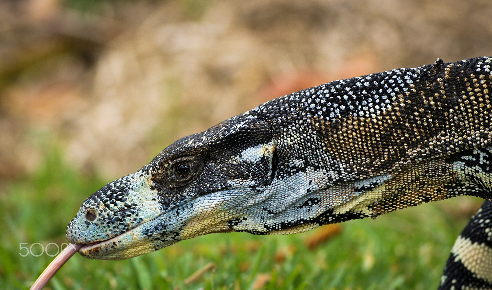 Canon EOS 700D (EOS Rebel T5i / EOS Kiss X7i) + Canon EF 400mm F5.6L USM sample photo. Lace monitor photography