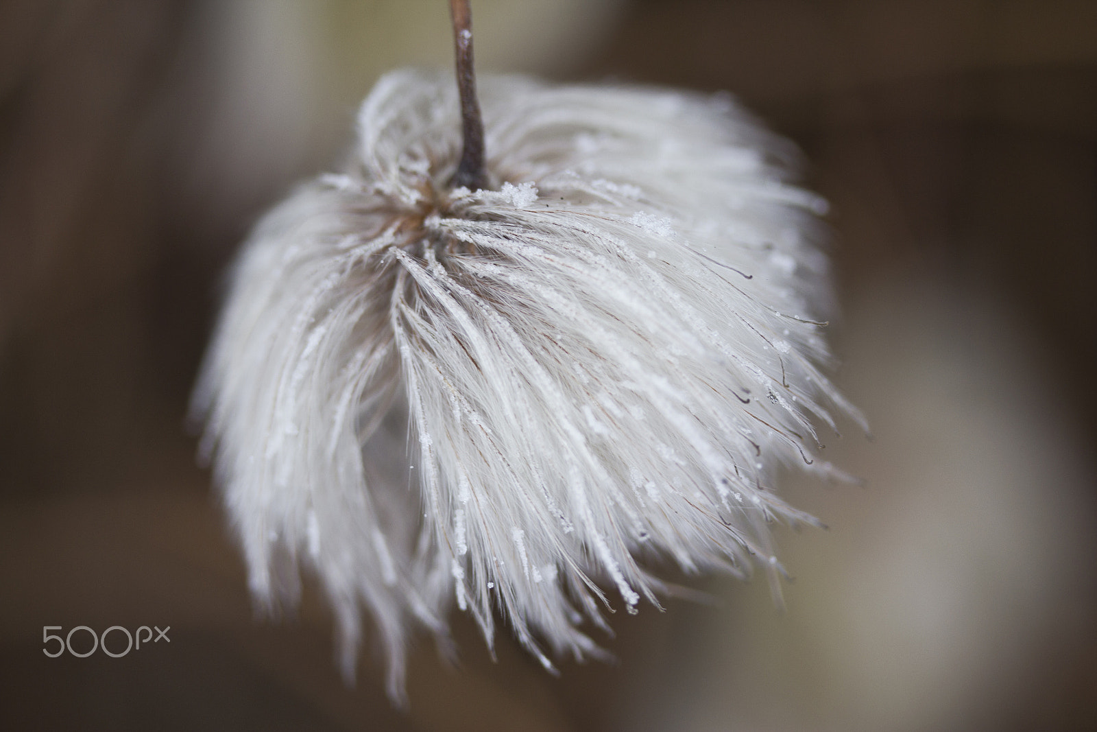 Canon EF-S 60mm F2.8 Macro USM sample photo. Fluffy 6 photography