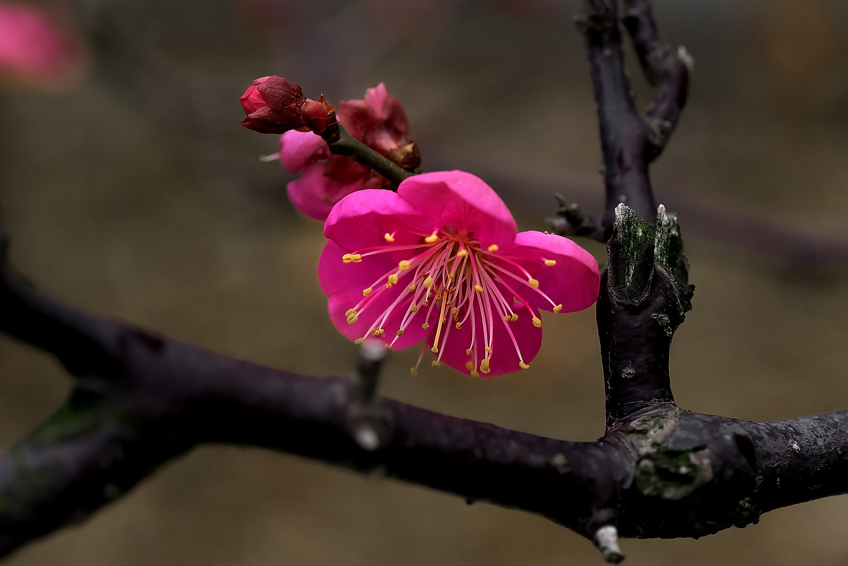 Sony a7R + Sony FE 90mm F2.8 Macro G OSS sample photo. Hongmei・・紅梅 photography