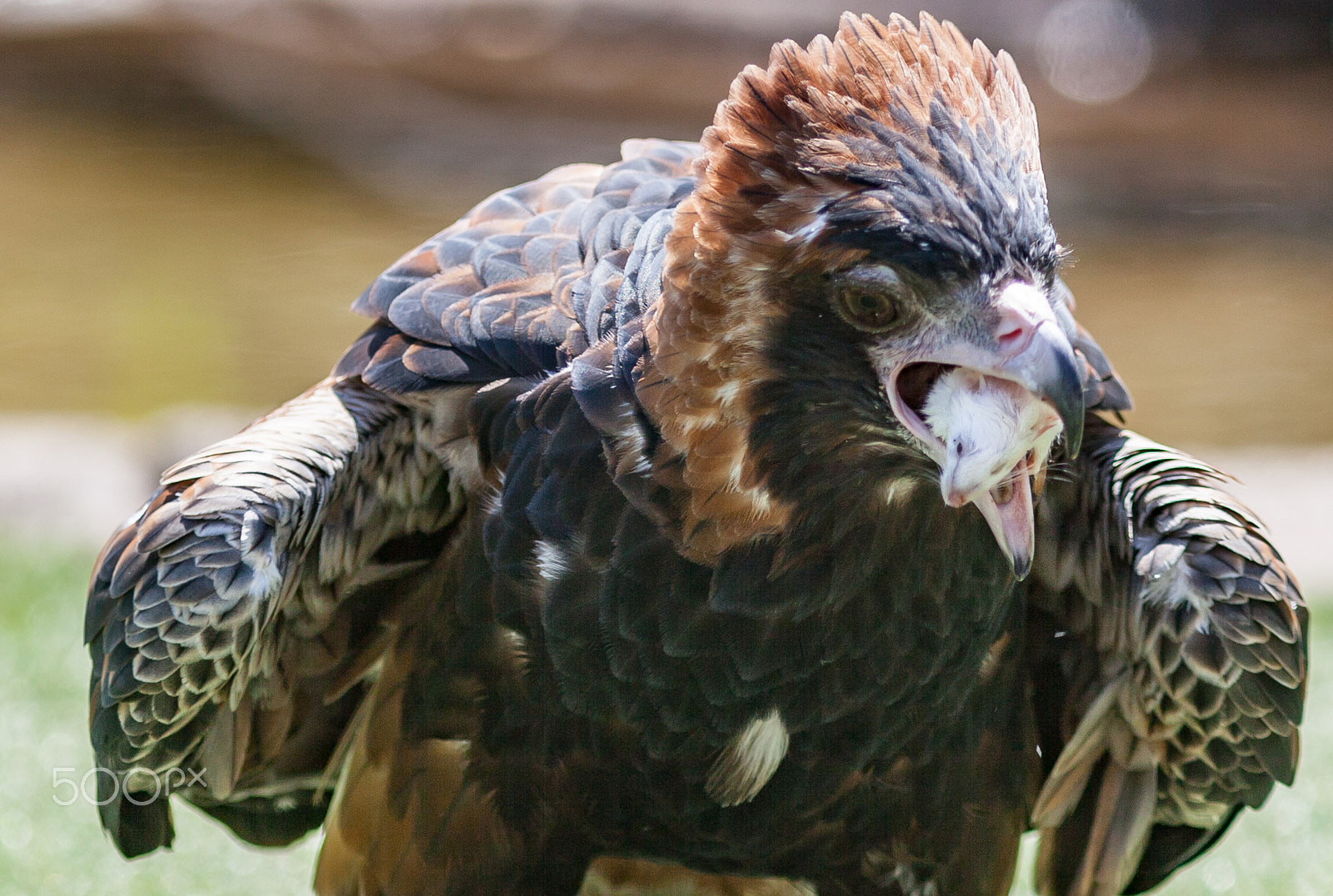 Canon EF 300mm F4L IS USM sample photo. Predator prey photography