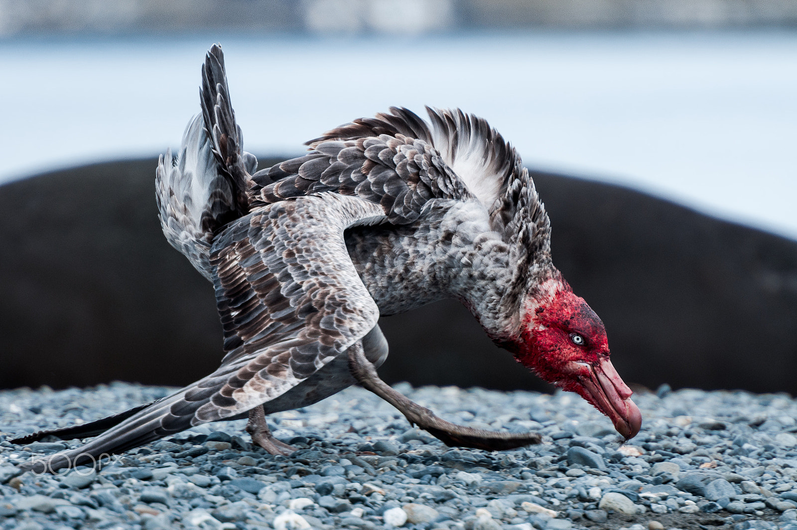 Nikon AF-S Nikkor 70-200mm F2.8G ED VR II sample photo. Angry bird photography