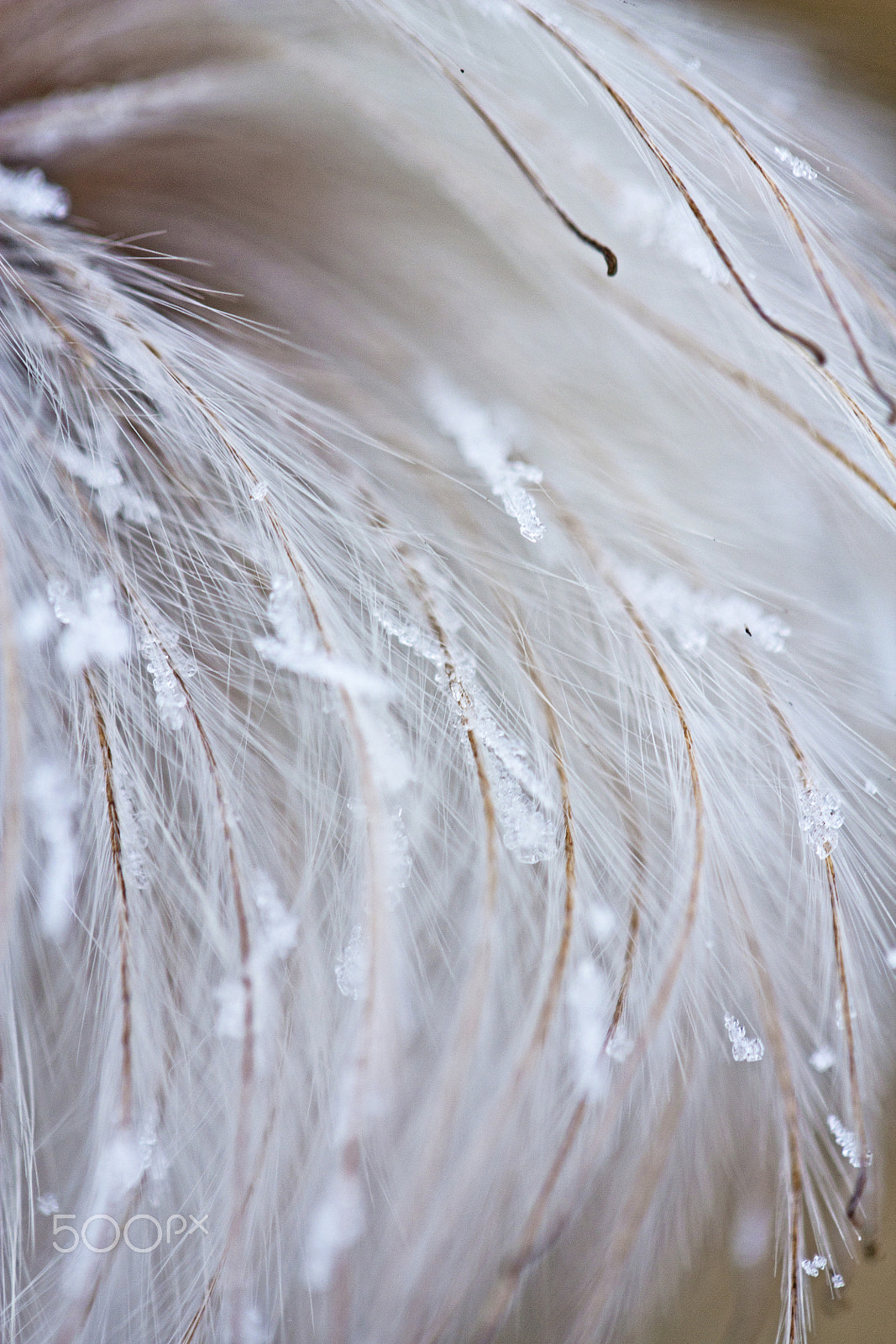 Canon EF-S 60mm F2.8 Macro USM sample photo. Fluffy 7 photography