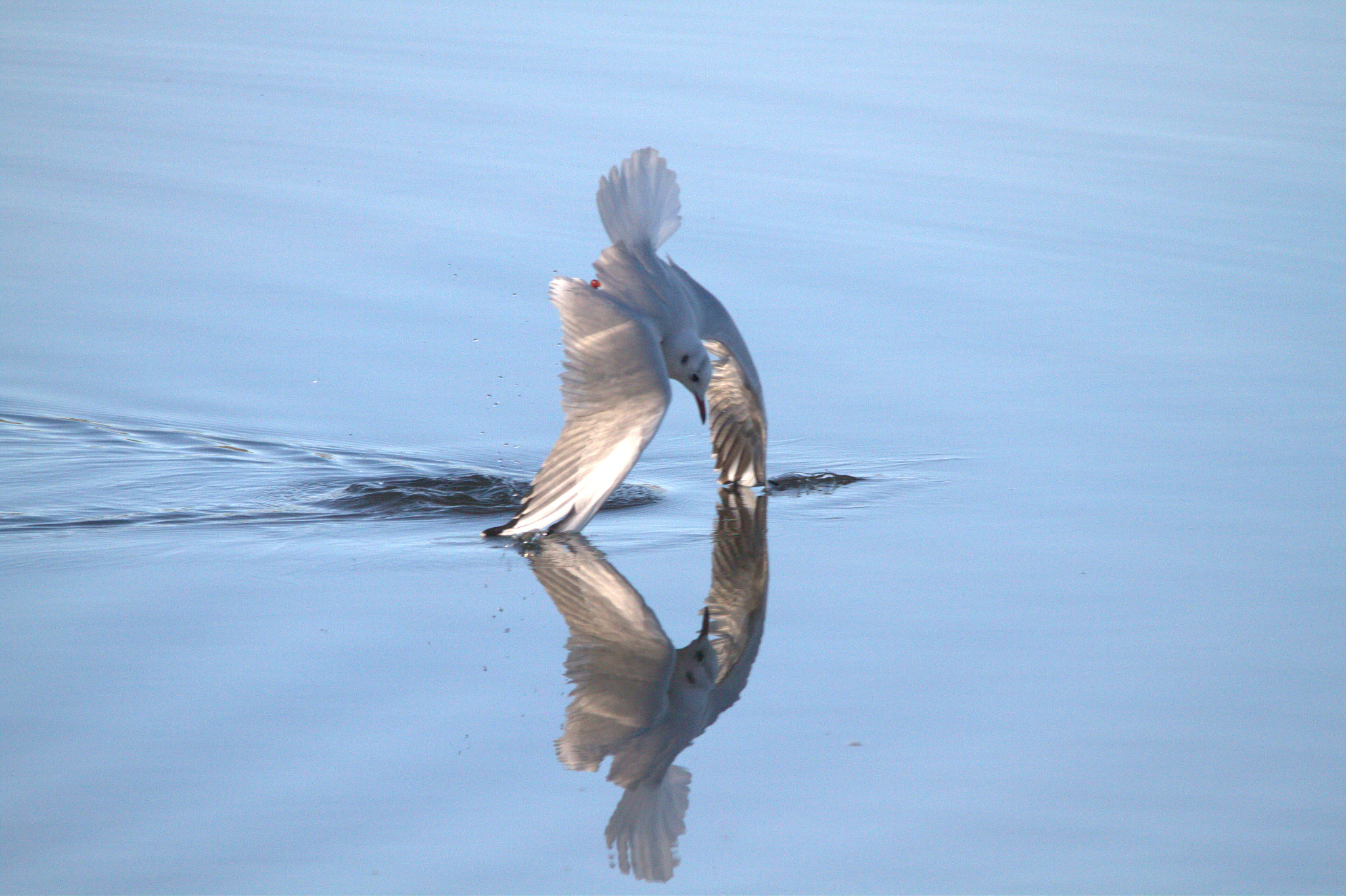 Sigma 150-500mm F5-6.3 DG OS HSM sample photo. Export photography