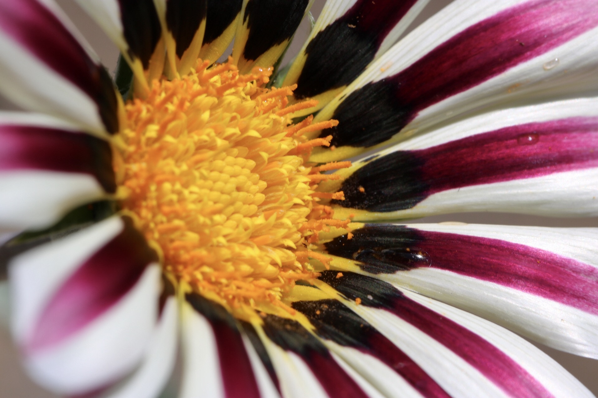 Canon EF 100mm F2.8L Macro IS USM sample photo. Colour photography