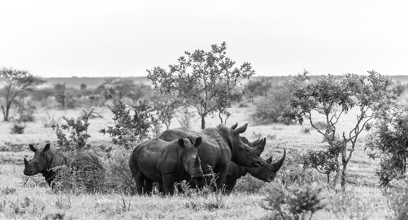 Nikon D3 + Nikon AF-S Nikkor 200-400mm F4G ED-IF VR sample photo. Rhino outpost v1.3, b&w photography