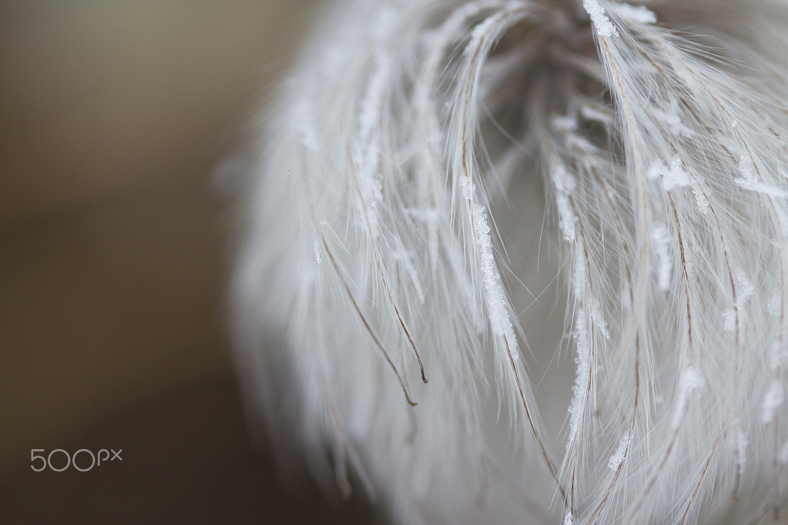 Canon EF-S 60mm F2.8 Macro USM sample photo. Fluffy 8 photography