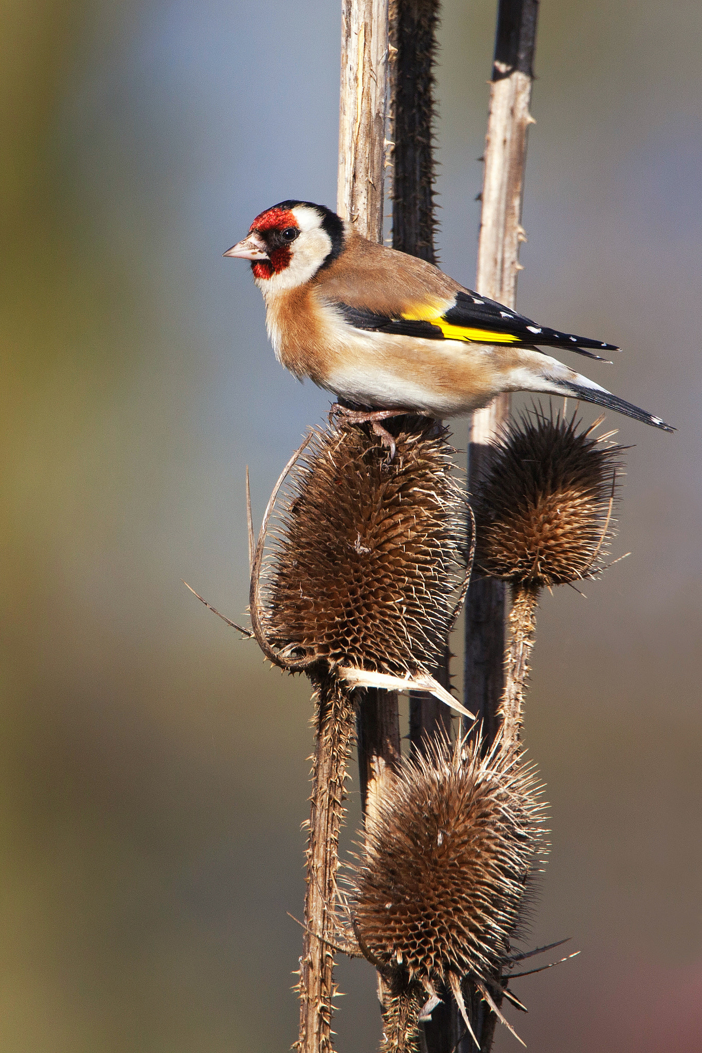 Canon EF 500mm F4L IS USM sample photo. European goldfinch photography