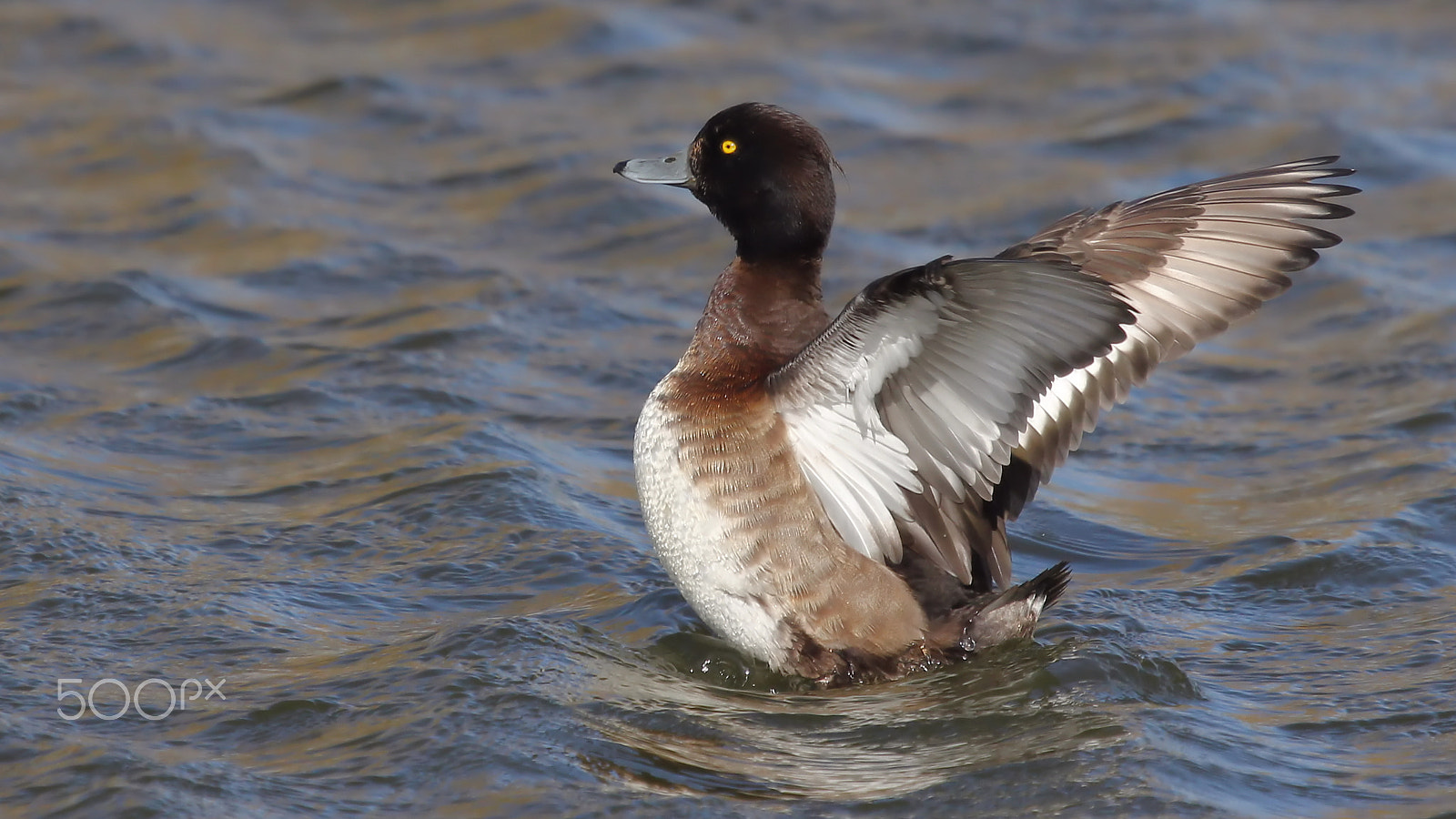 Canon EF 100-400mm F4.5-5.6L IS USM sample photo. Tufted duck photography