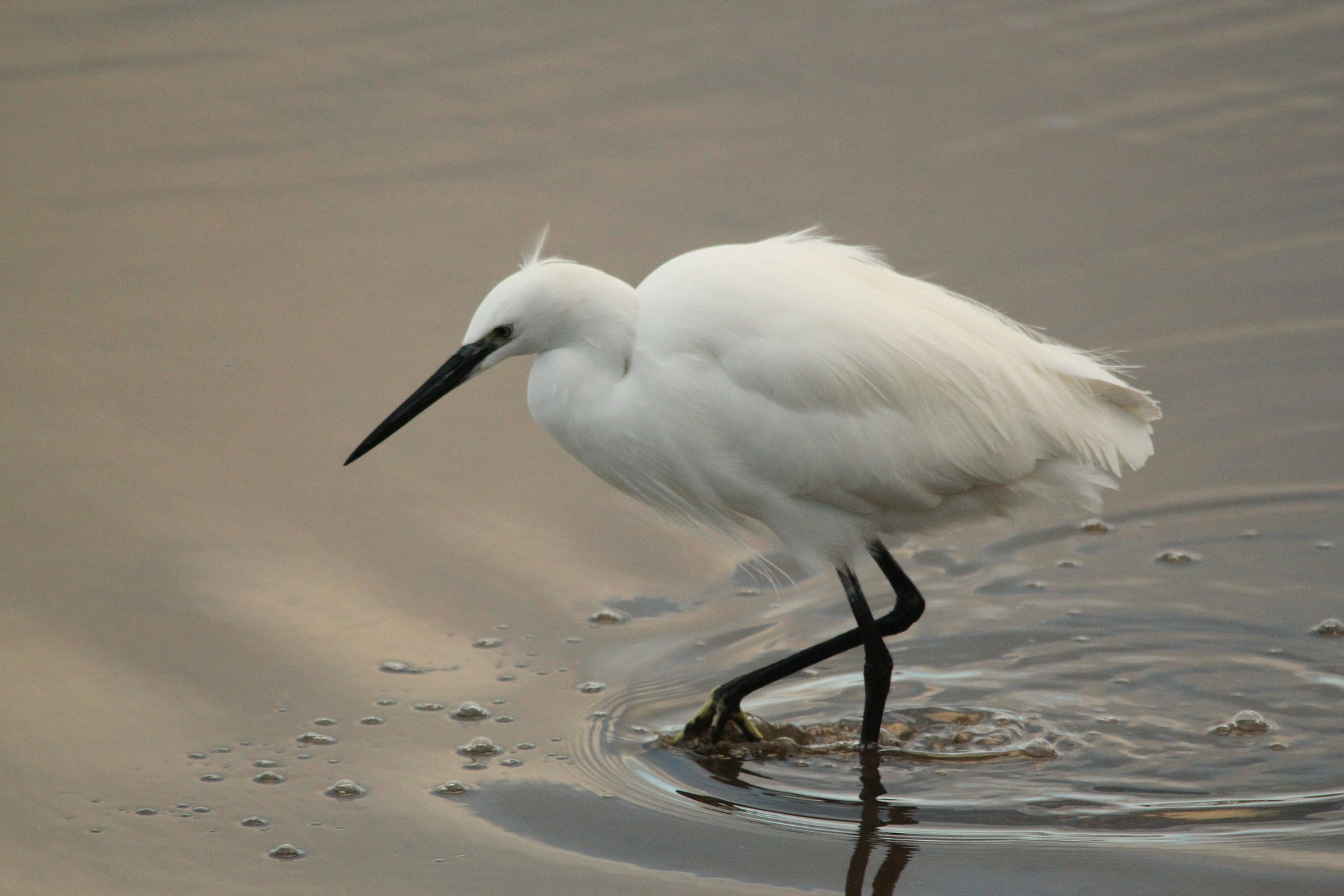 Sigma 150-500mm F5-6.3 DG OS HSM sample photo. Img photography
