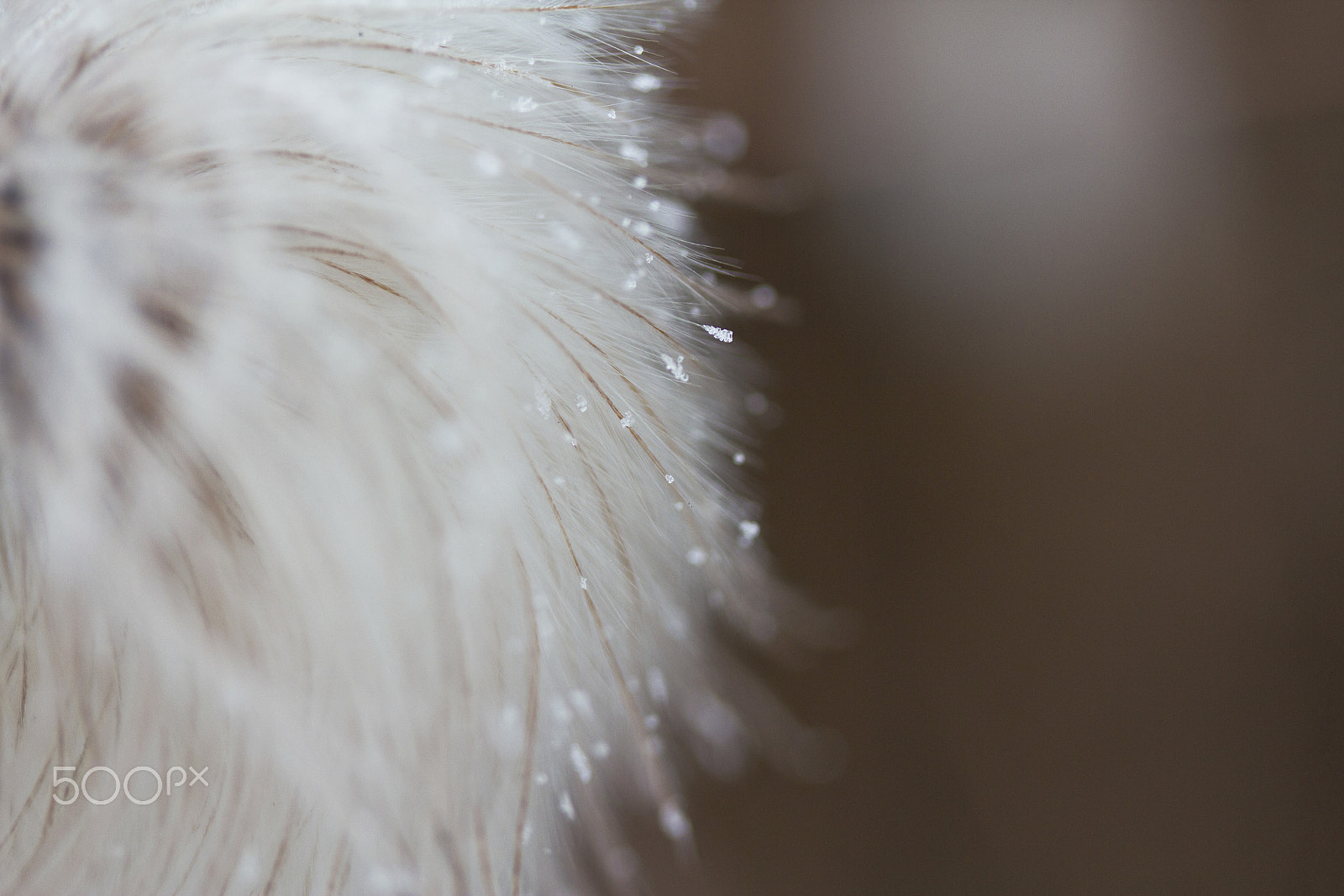 Canon EF-S 60mm F2.8 Macro USM sample photo. Fluffy 9 photography