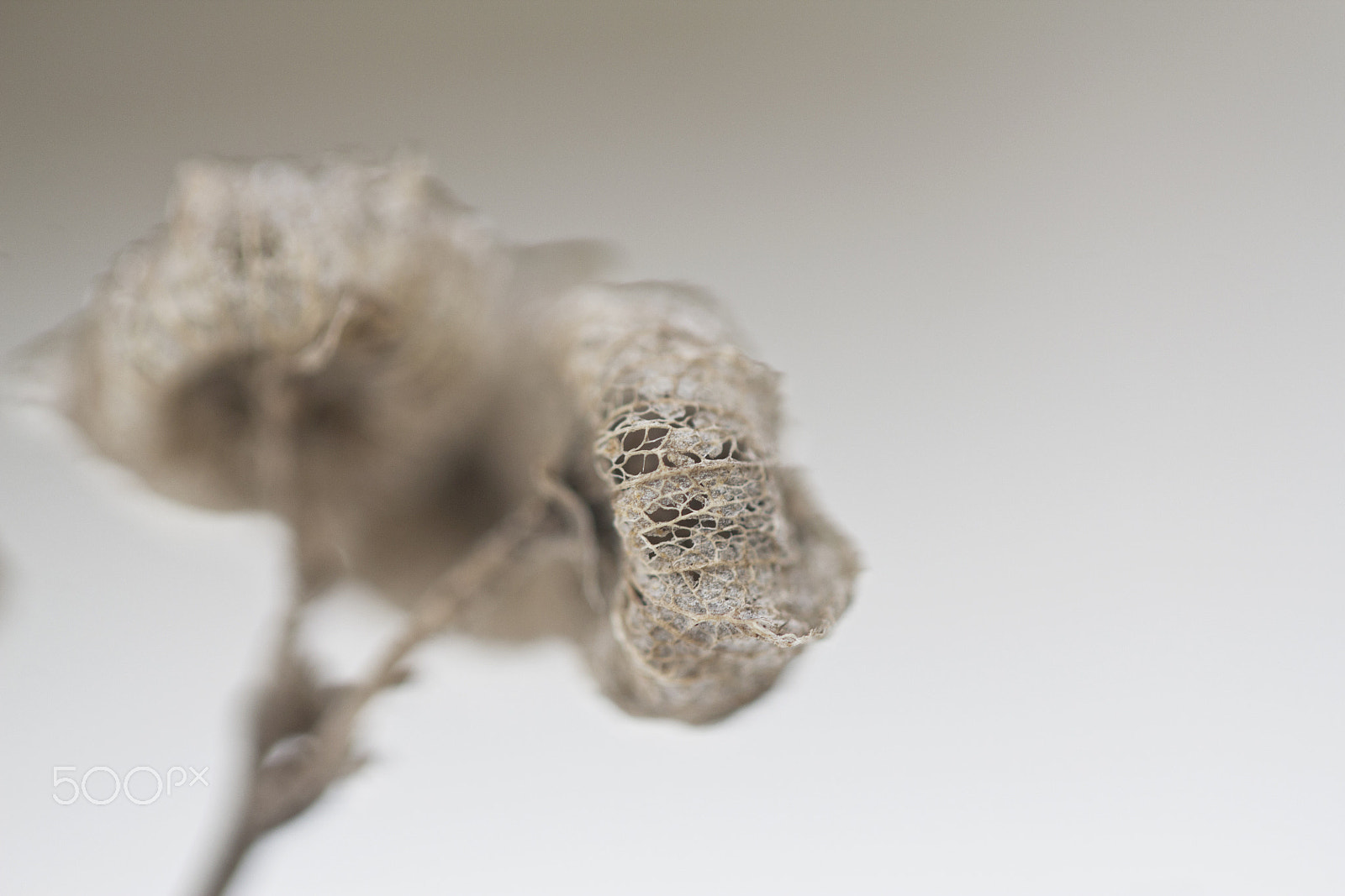 Canon EF-S 60mm F2.8 Macro USM sample photo. Perforated photography