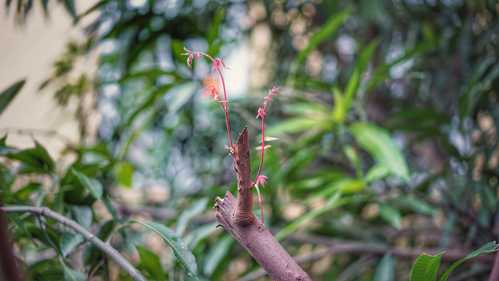Sony a7R II + Sony Sonnar T* FE 55mm F1.8 ZA sample photo. Solitary photography