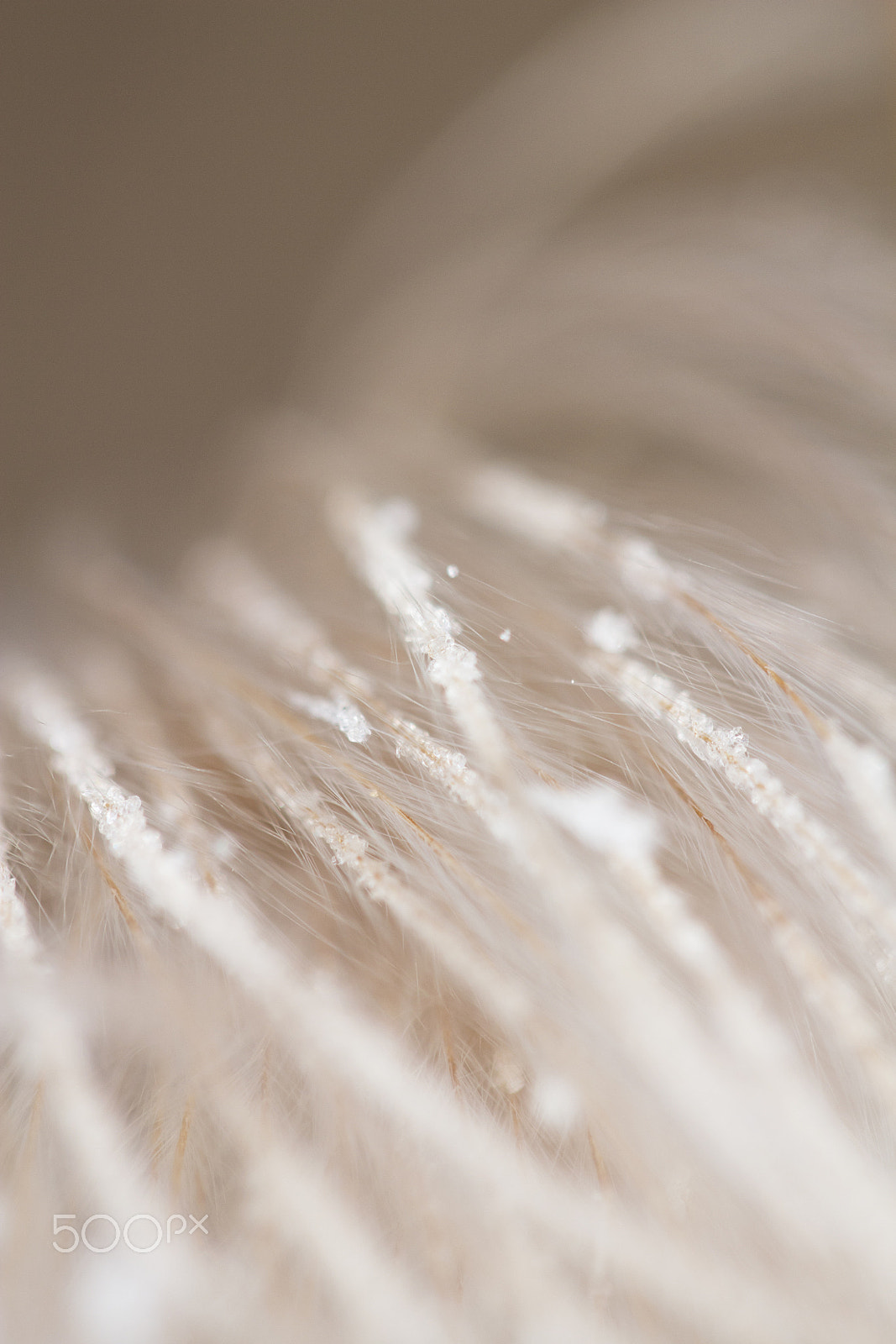 Canon EF-S 60mm F2.8 Macro USM sample photo. Fluffy 10 photography