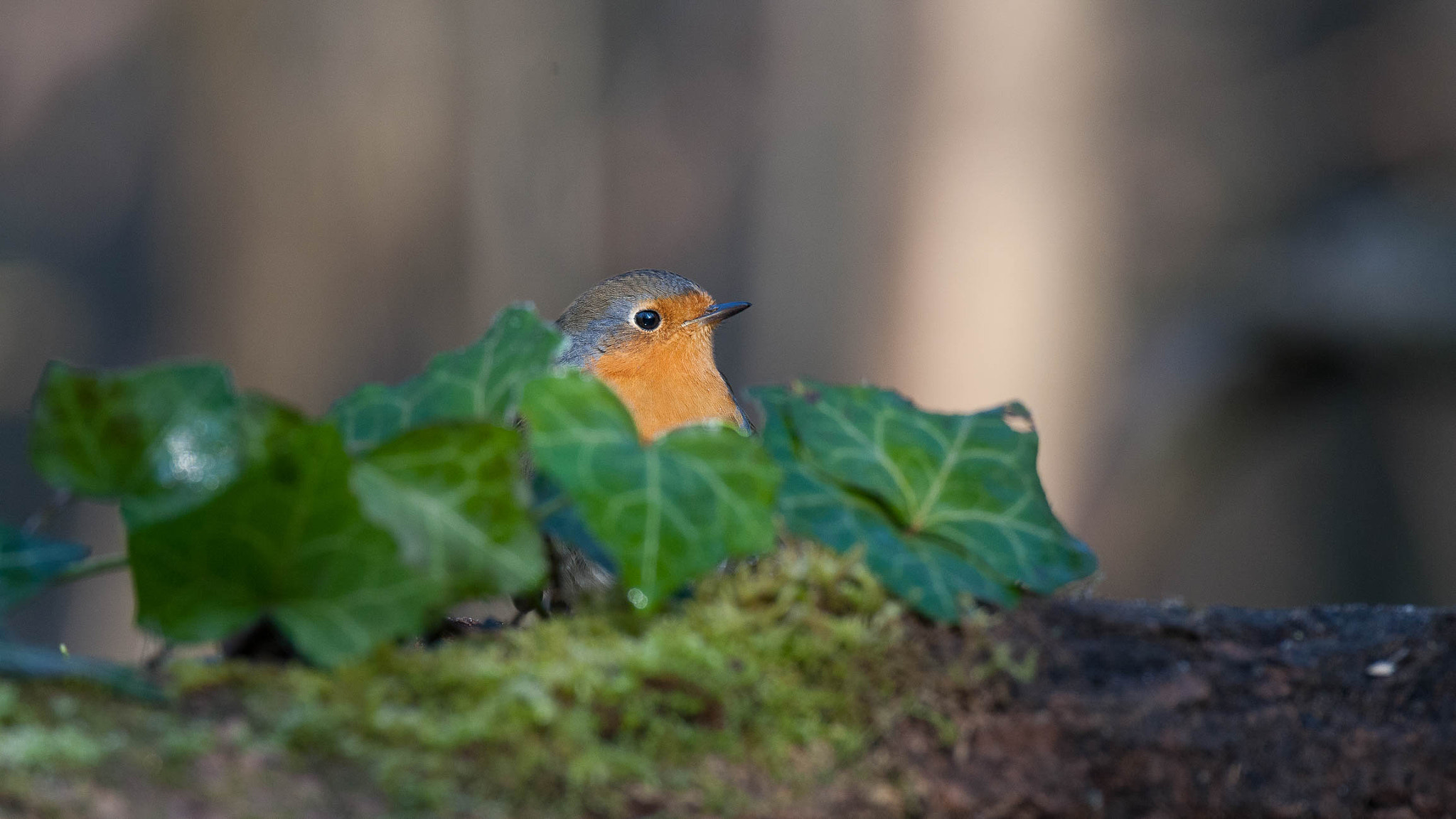 Nikon D3X sample photo. European robin photography