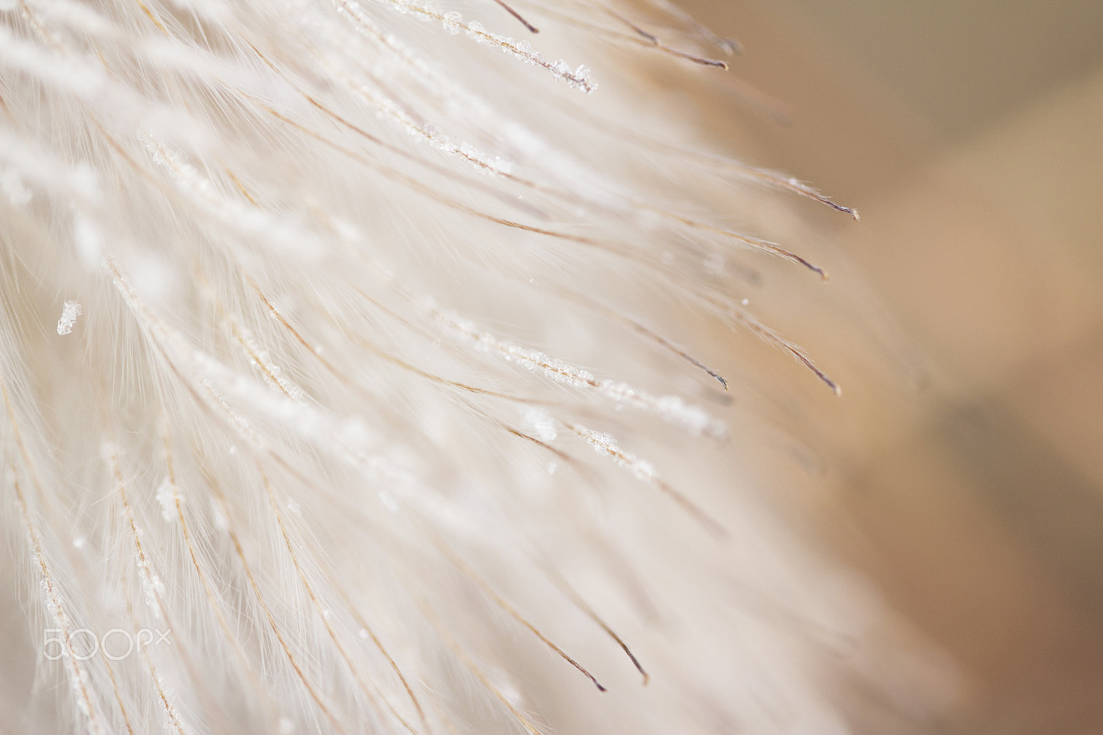 Canon EF-S 60mm F2.8 Macro USM sample photo. Fluffy 11 photography