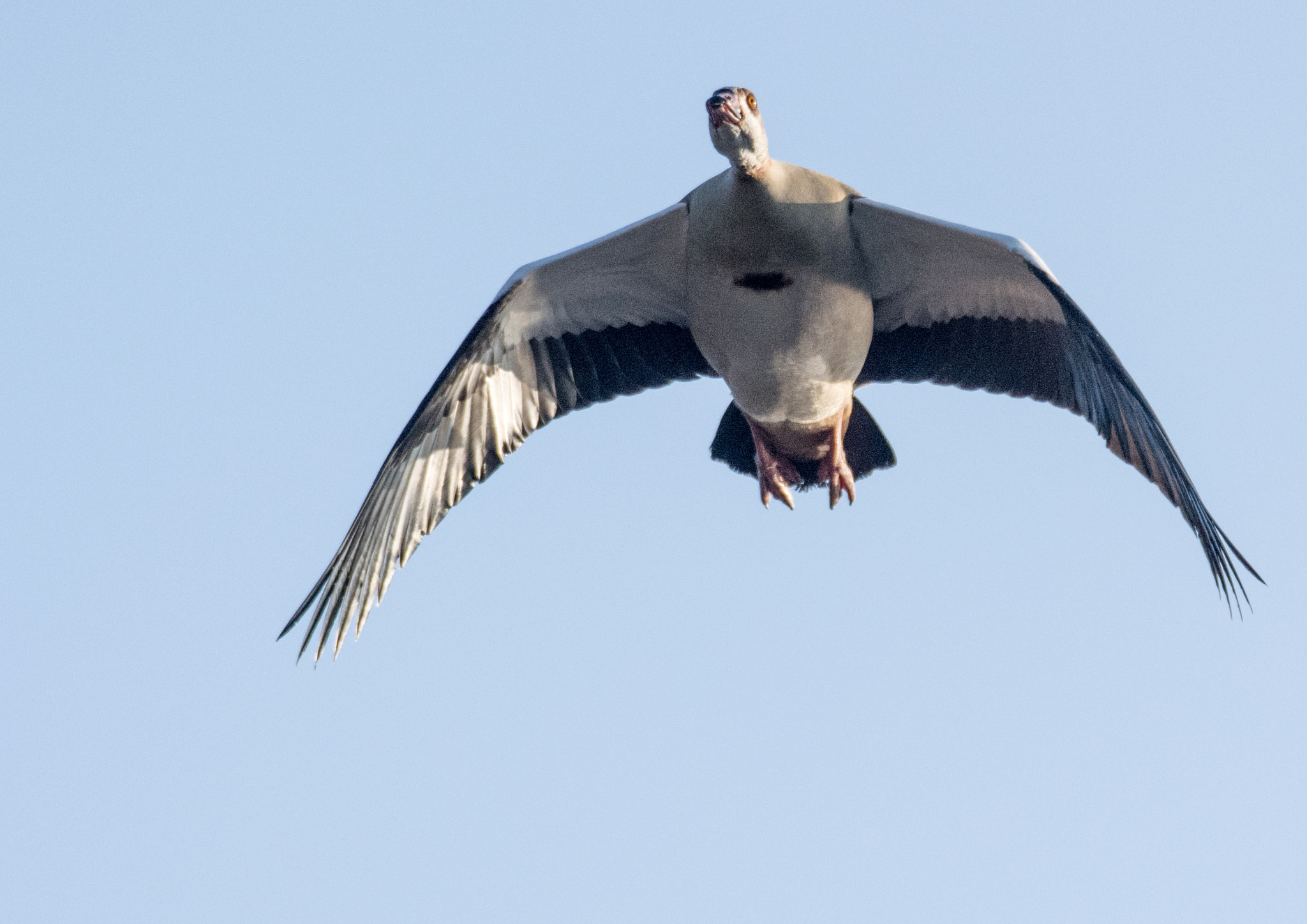 Nikon D5200 + Sigma 70-300mm F4-5.6 DG OS sample photo. Flying high photography