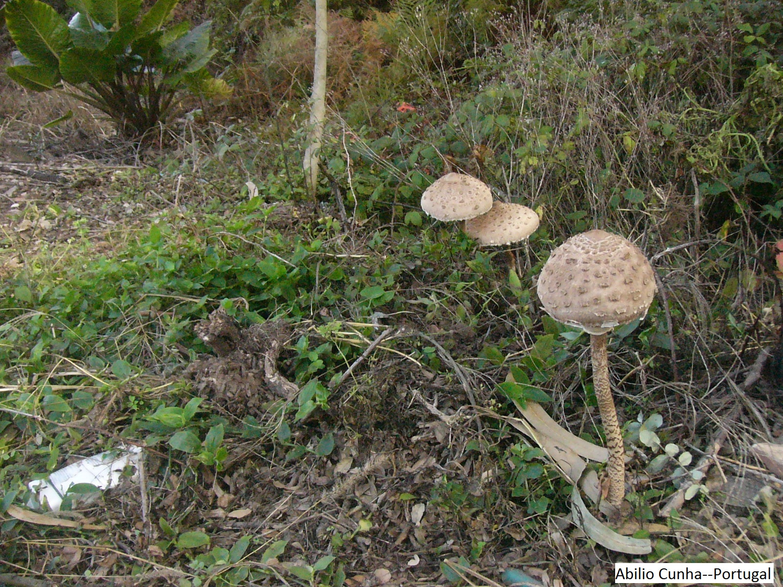 Panasonic DMC-FZ1 sample photo. Cogumelos de montanha em portugal em 2016 photography