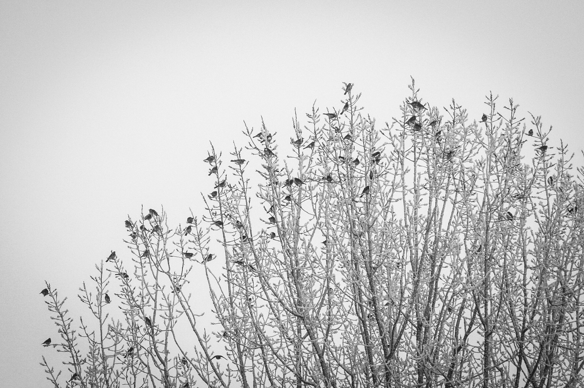 Canon EOS 350D (EOS Digital Rebel XT / EOS Kiss Digital N) sample photo. Birds on a tree photography
